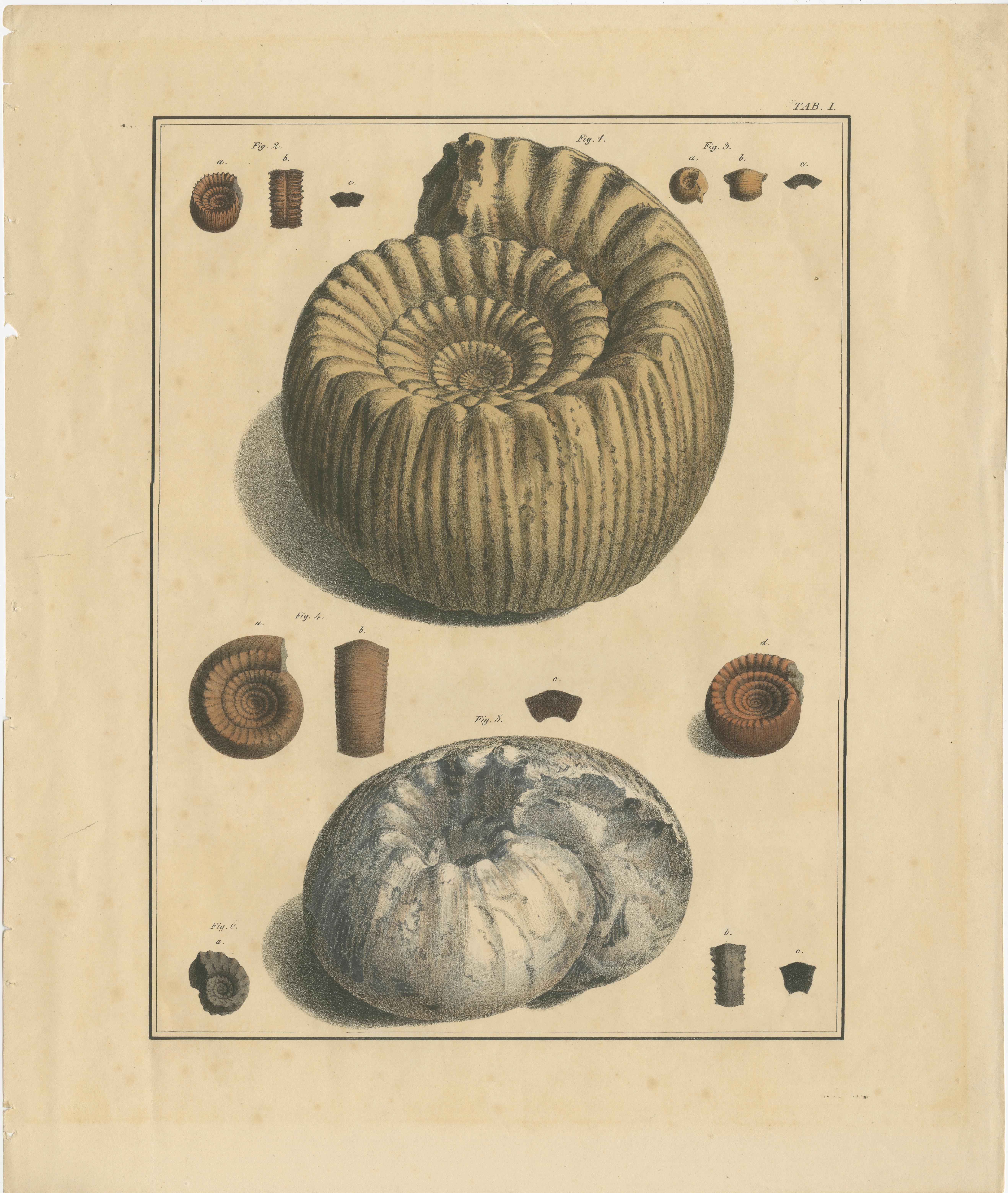 Set of two original antique prints of various fossils. Source unknown, to be determined. Published c.1840.
