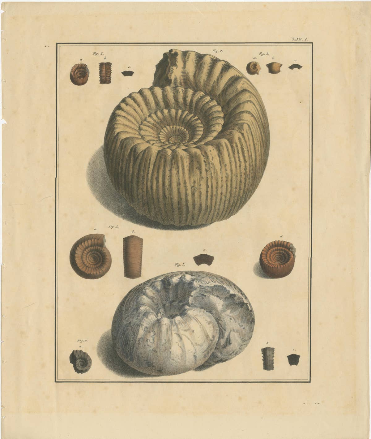 Set of 2 Large Lithographs of Fossils