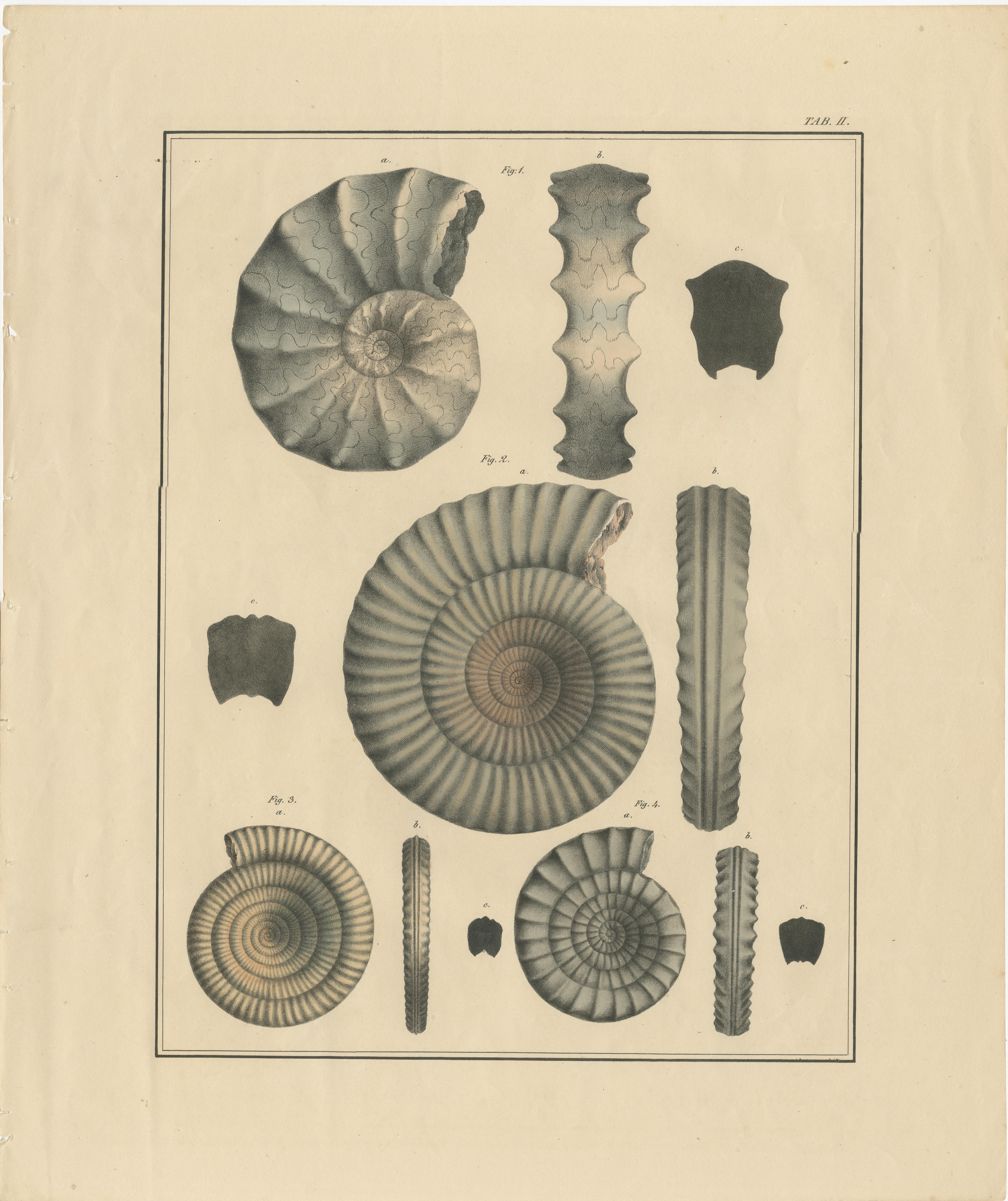 Set of 2 Large Lithographs of Fossils In Good Condition For Sale In Langweer, NL