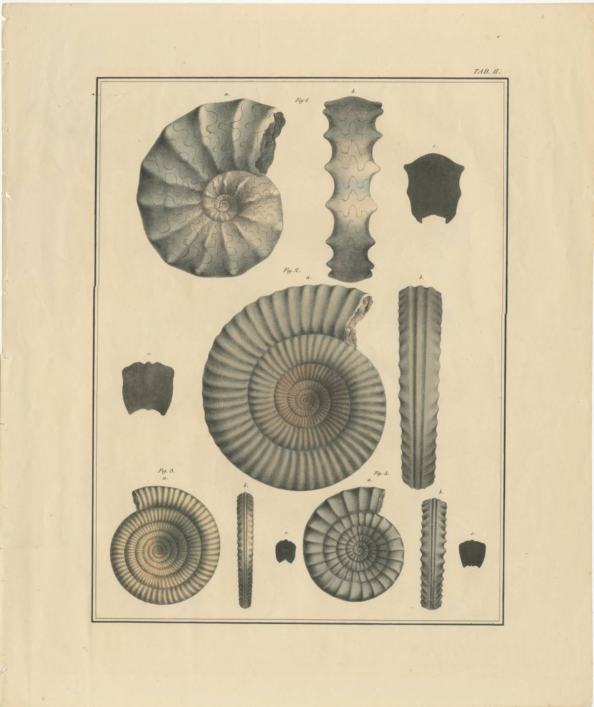 Set of 2 Large Lithographs of Fossils