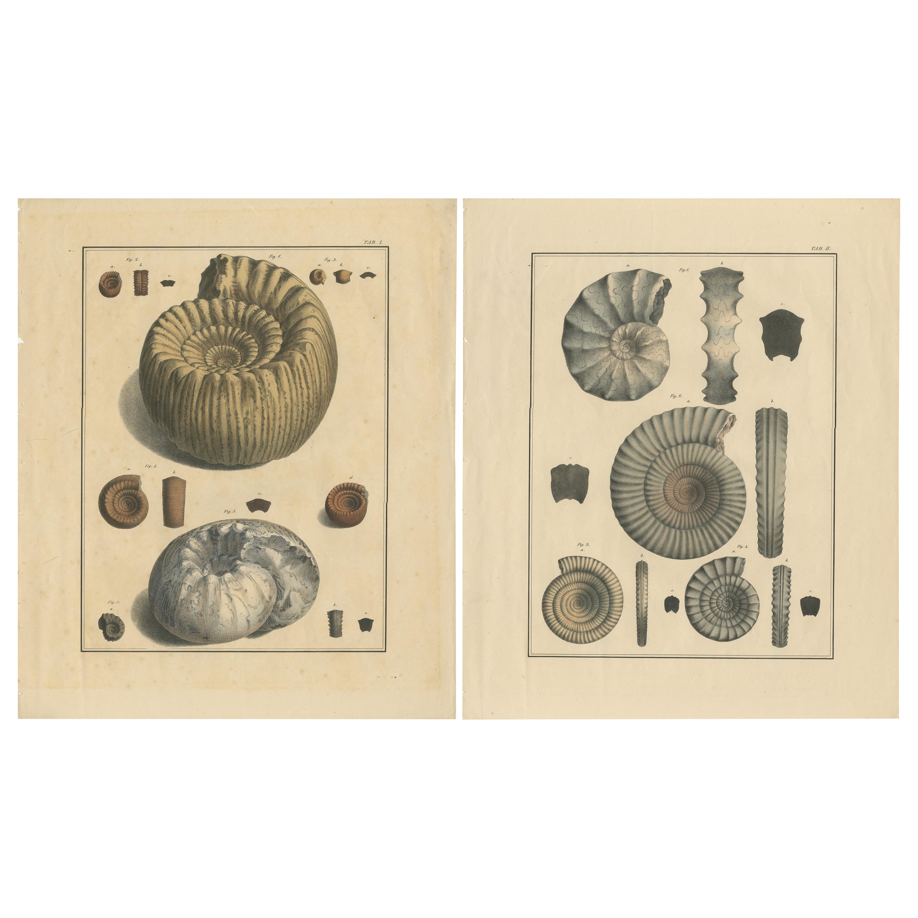 Set of 2 Large Lithographs of Fossils