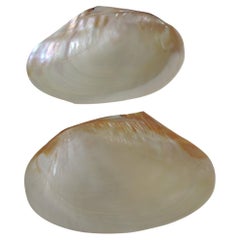 Set of (2) Large Oyster Shell Dishes