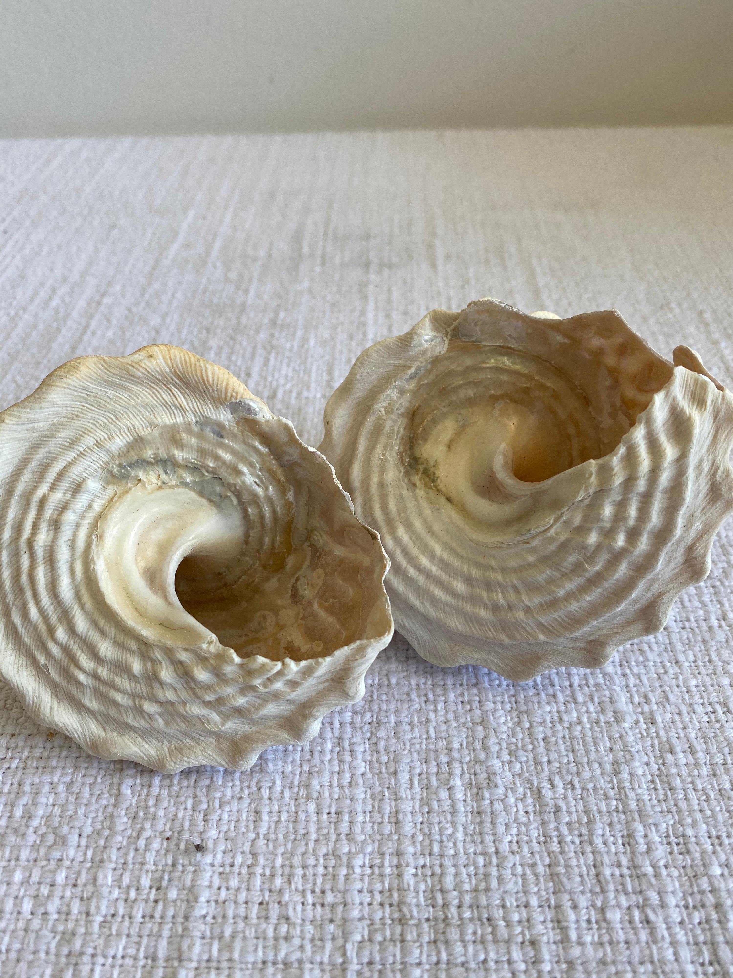 Beautiful natural assorted sea shells.
This coral is real, not faux, and color is natural, not dyed.
Size: 4