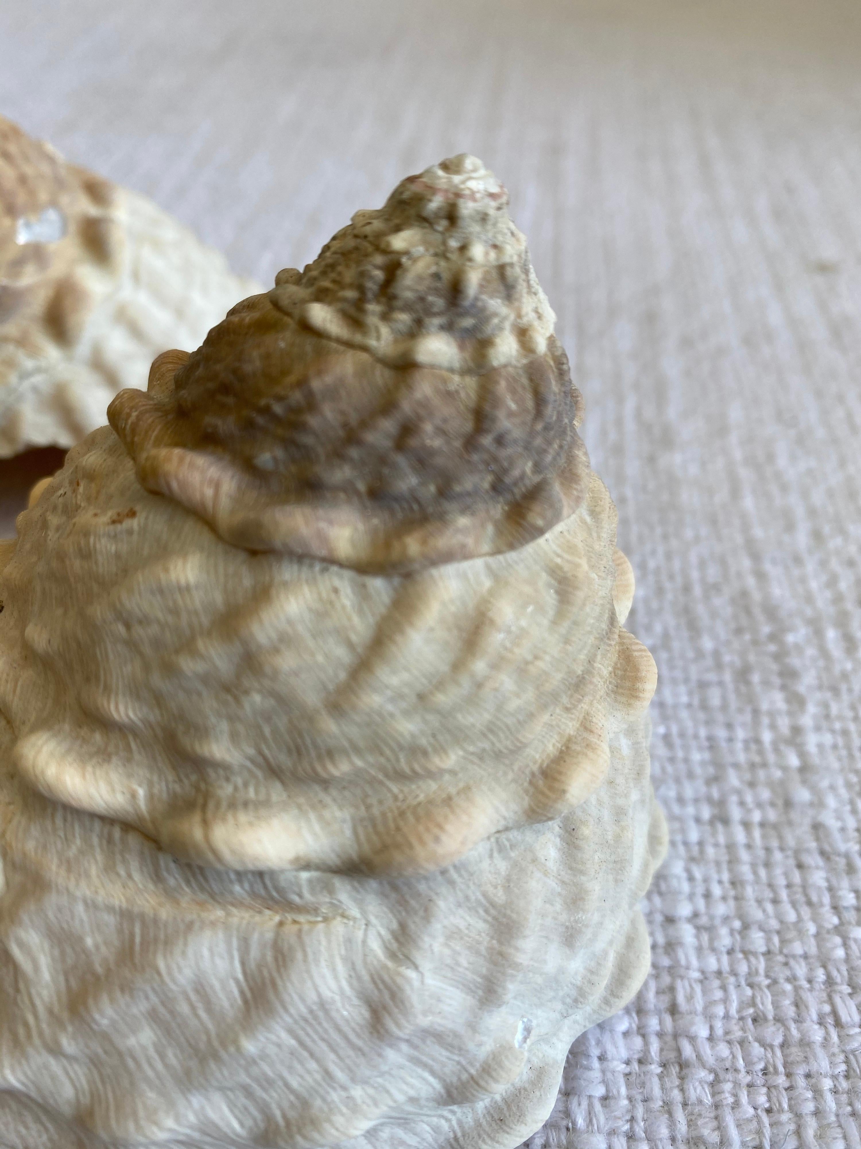 Set of 2 Natural Assorted Sea Shells In Good Condition For Sale In Brea, CA