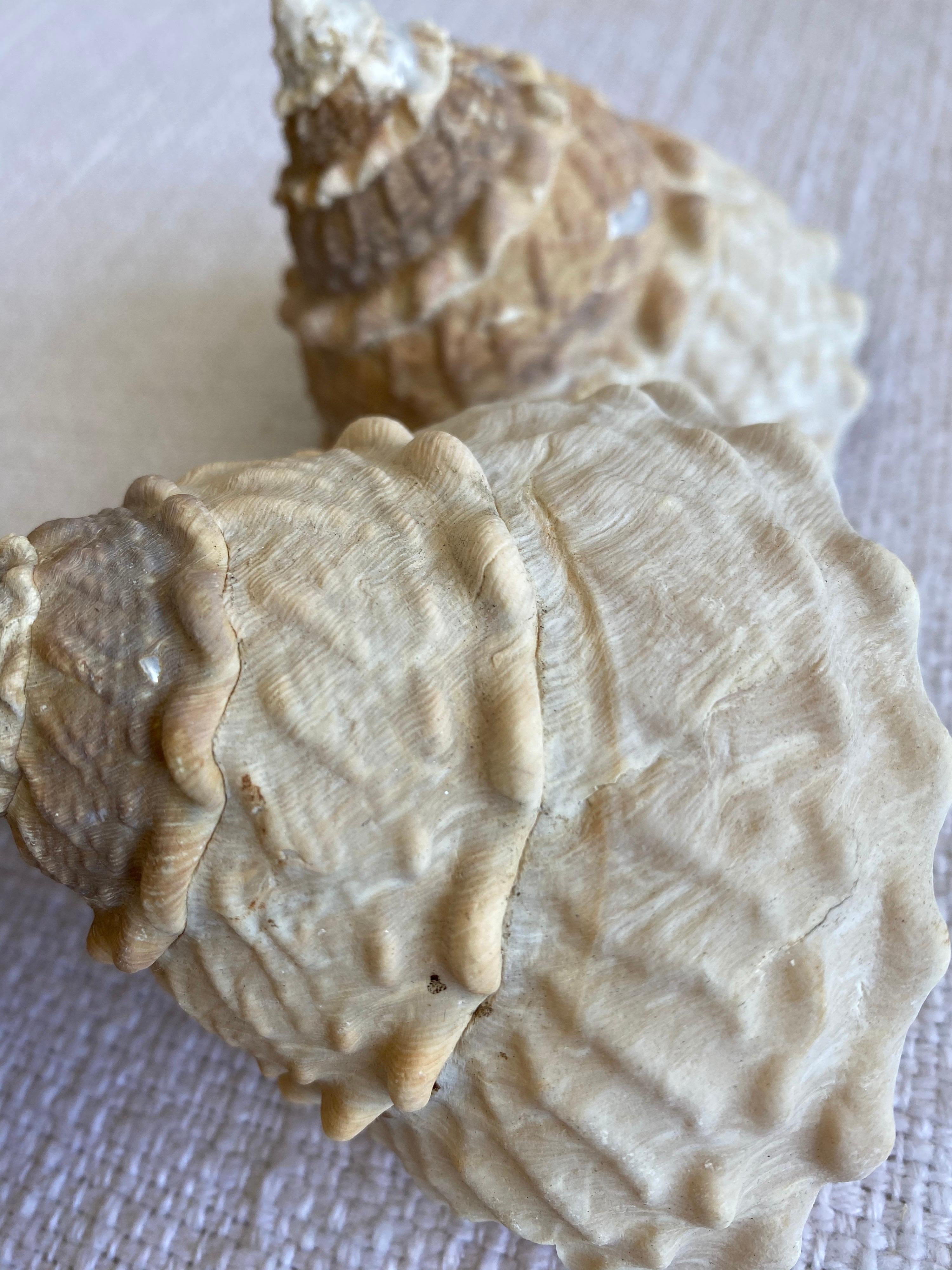 20th Century Set of 2 Natural Assorted Sea Shells For Sale
