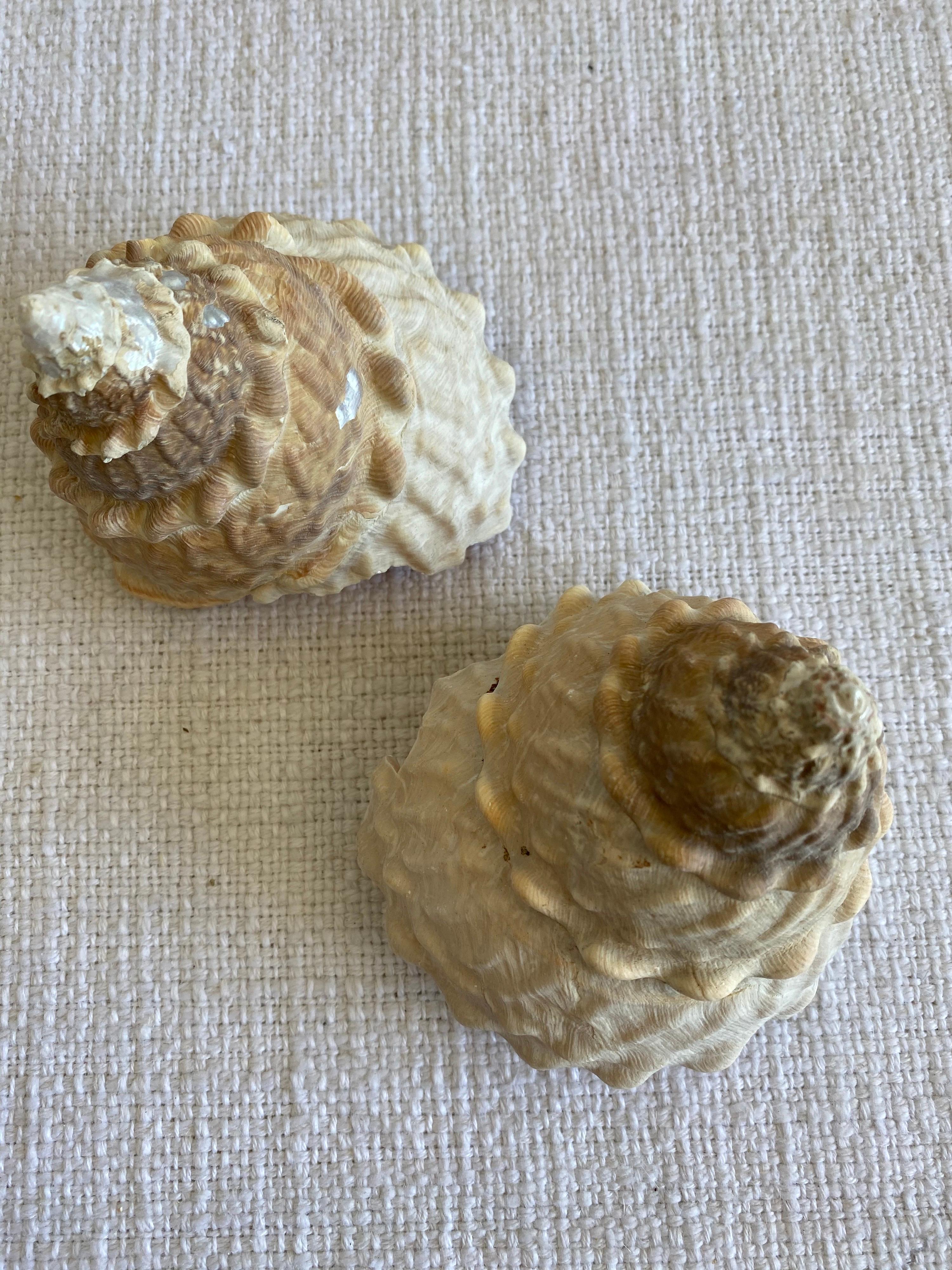 Coral Set of 2 Natural Assorted Sea Shells For Sale