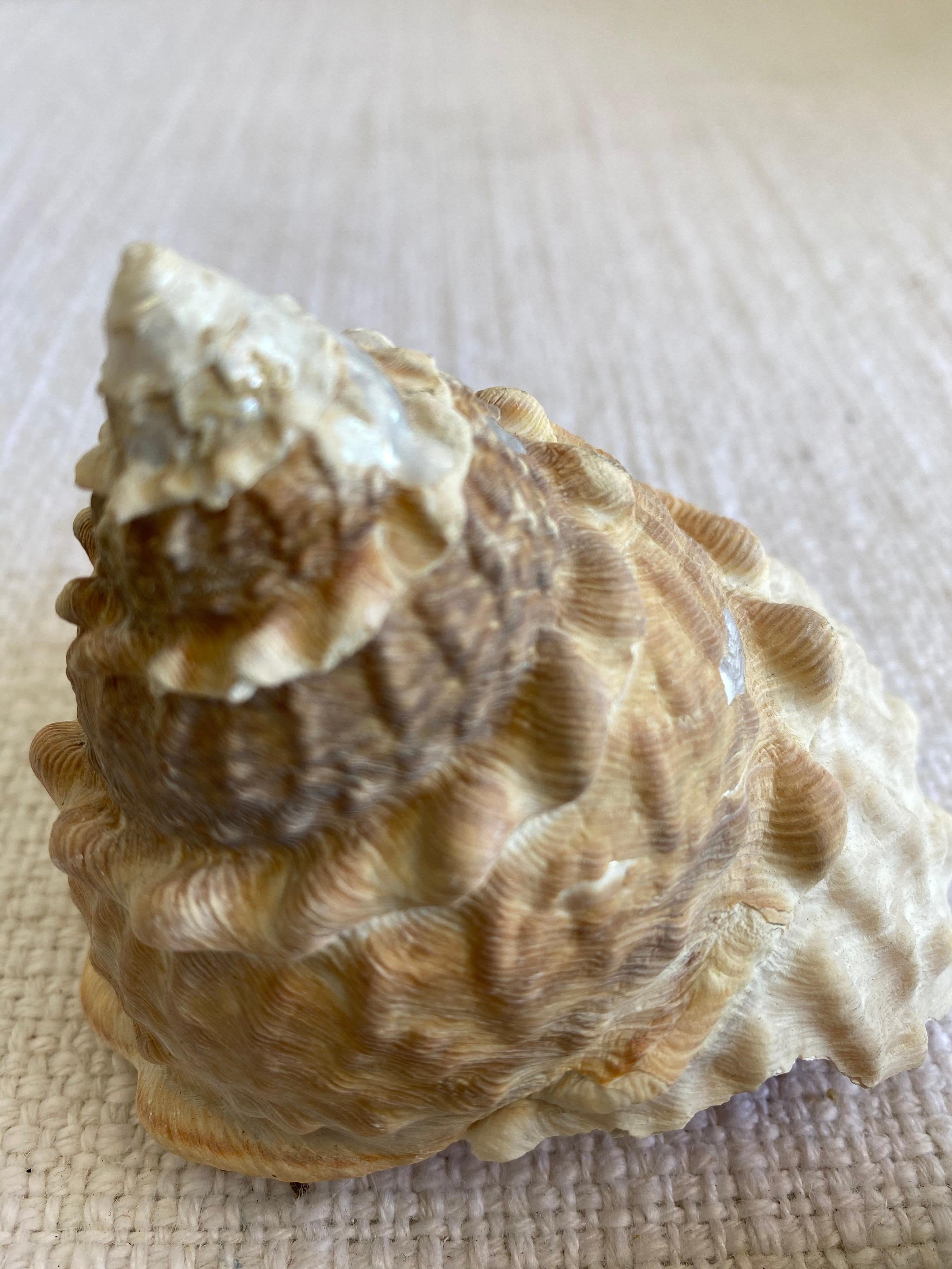 Set of 2 Natural Assorted Sea Shells For Sale 1