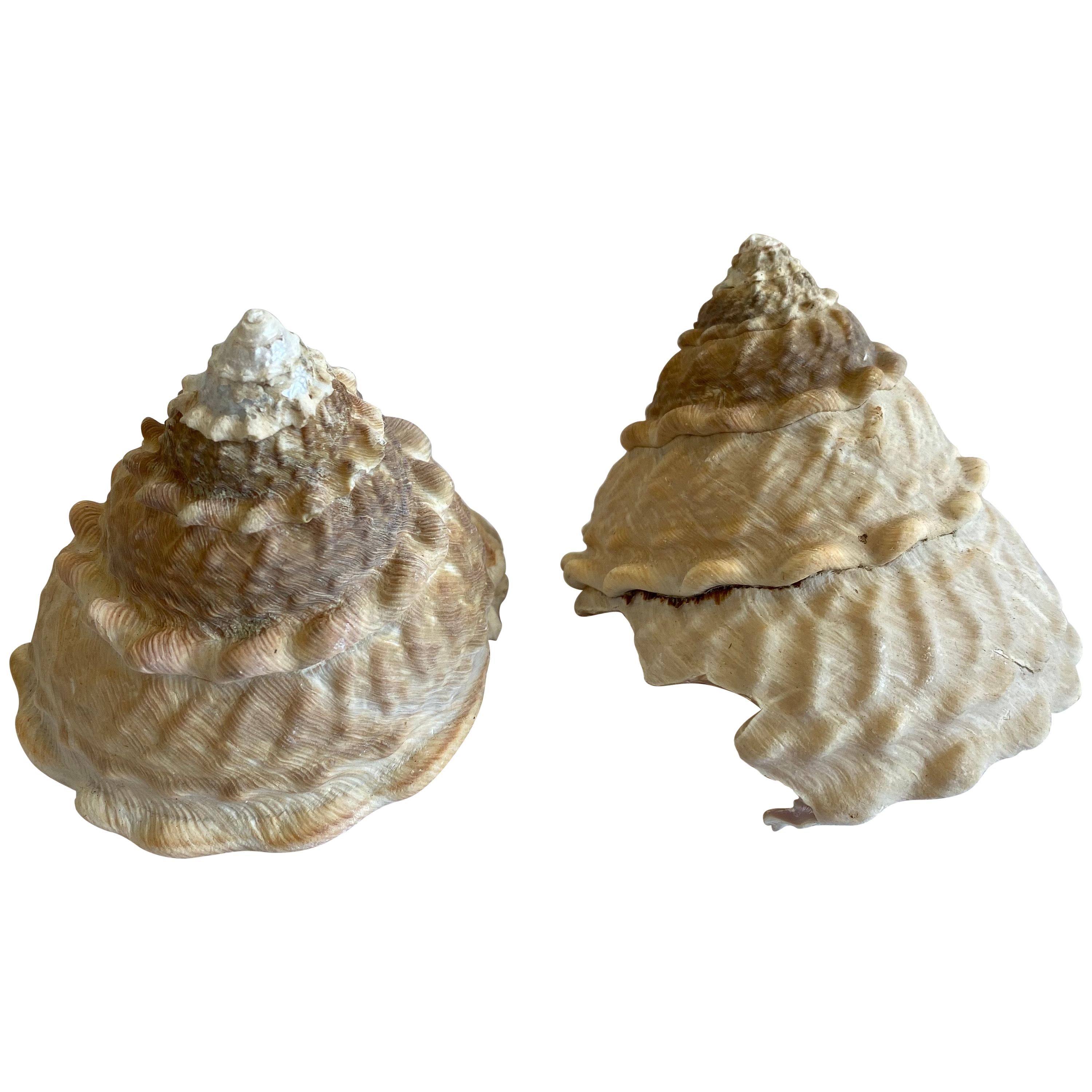 Set of 2 Natural Assorted Sea Shells For Sale
