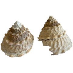 Set of 2 Natural Assorted Sea Shells