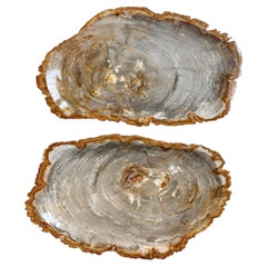 Juego de 2 bandejas de madera petrificada natural de 20"