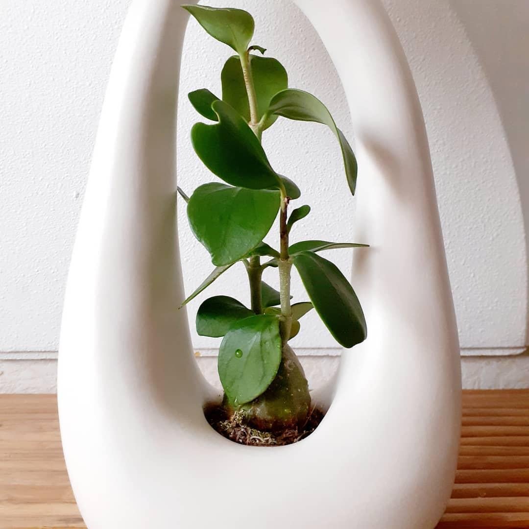 Set of 2 Open Oval Base Off-White Sculptural Ceramic Table Lamp by Elsa Foulon For Sale 7