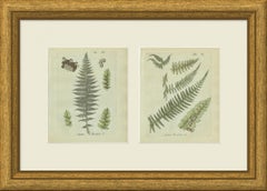 Set of 2 Original Antique Hand-Colored Fern Engravings, Lady Fern, 1806-1809