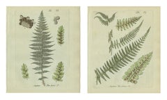 Set of 2 Original Antique Hand-Colored Fern Engravings, Lady Fern, 1806-1809