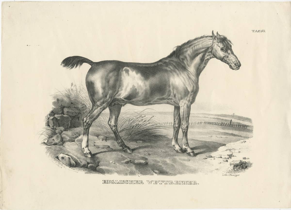 Set of 2 Original Antique Prints of English Horses
