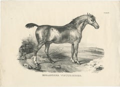 Set of 2 Original Antique Prints of English Horses