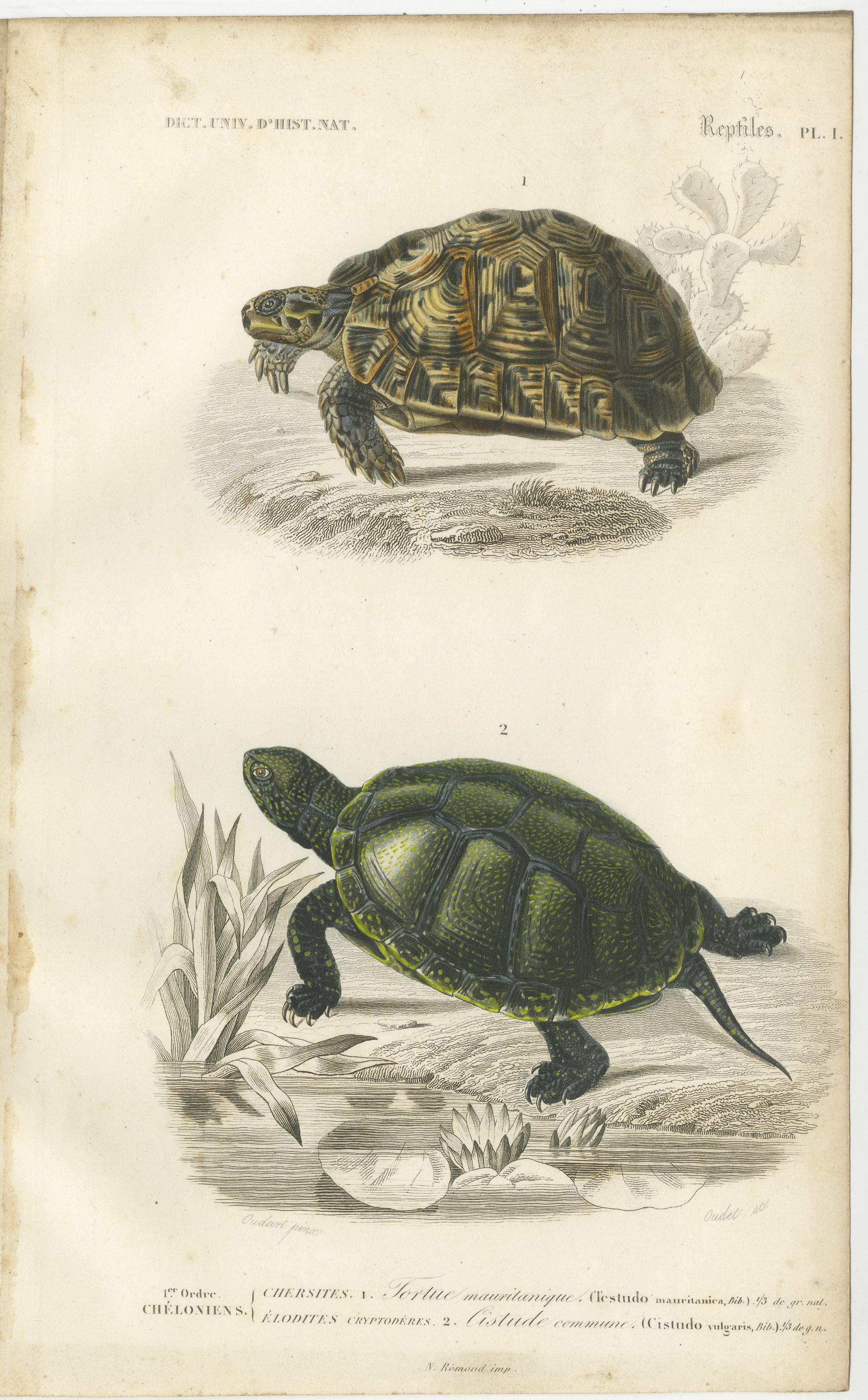 Set of 2 original antique prints of turtles. These prints originate from 'Dictionnaire universel d'Histoire Naturelle' by d'Orbigny. Published 1861. 

Charles Henry Dessalines d'Orbigny was a French botanist and geologist specializing in the