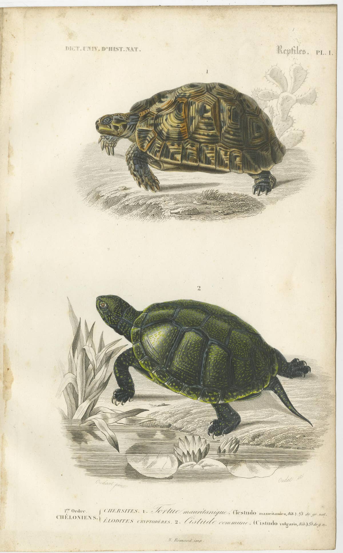 Set of 2 Original Antique Prints of Turtles