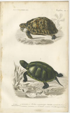 Set of 2 Original Antique Prints of Turtles