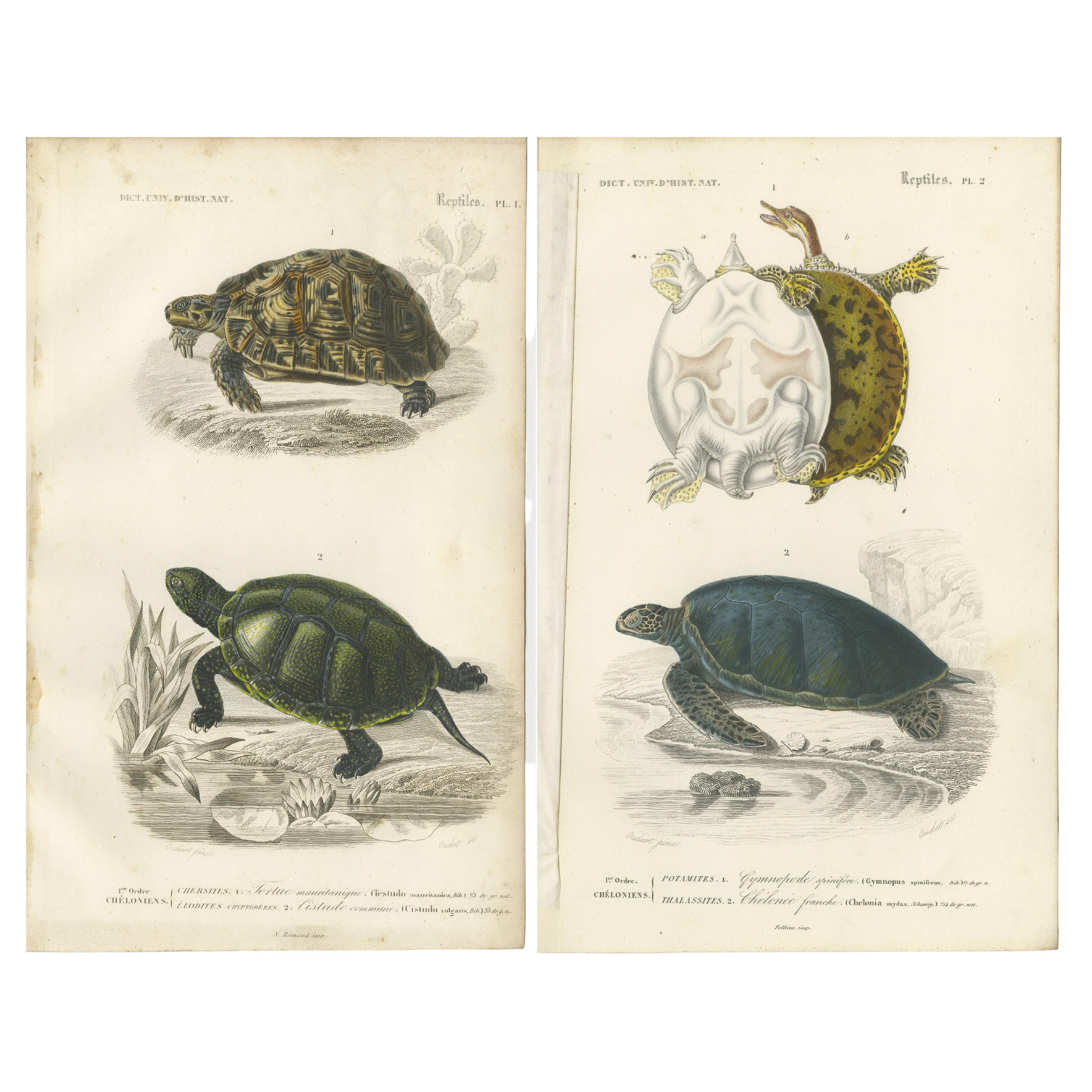 Set of 2 Original Antique Prints of Turtles For Sale
