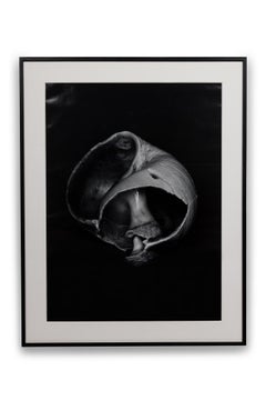 Set of 2 Peter Campus American Contemporary Large Format Photographs, 1988