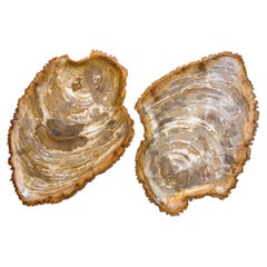 Set di 2 vassoi in legno pietrificato
