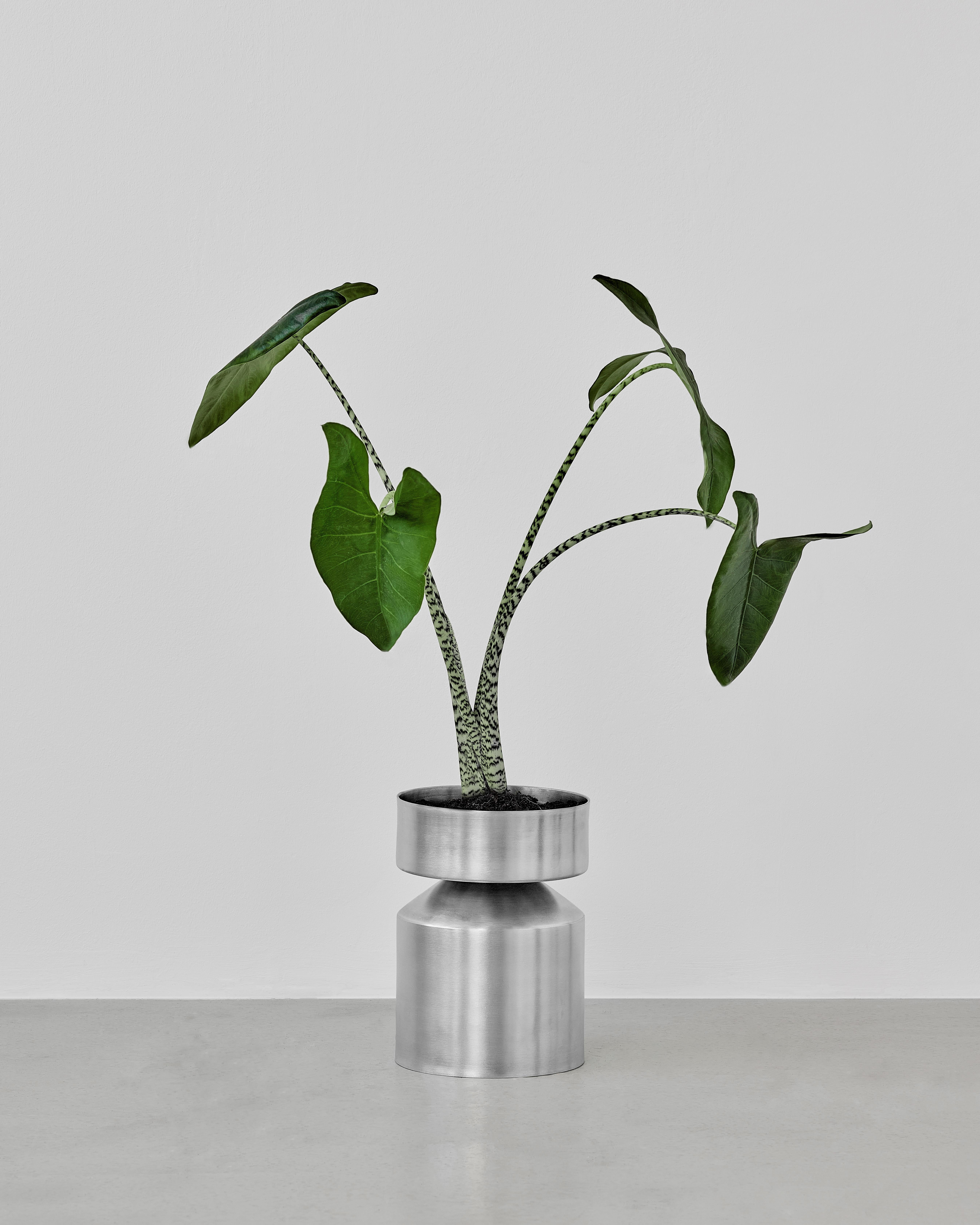 Modern Set of 2 Small Ada Planters by Llot Llov For Sale