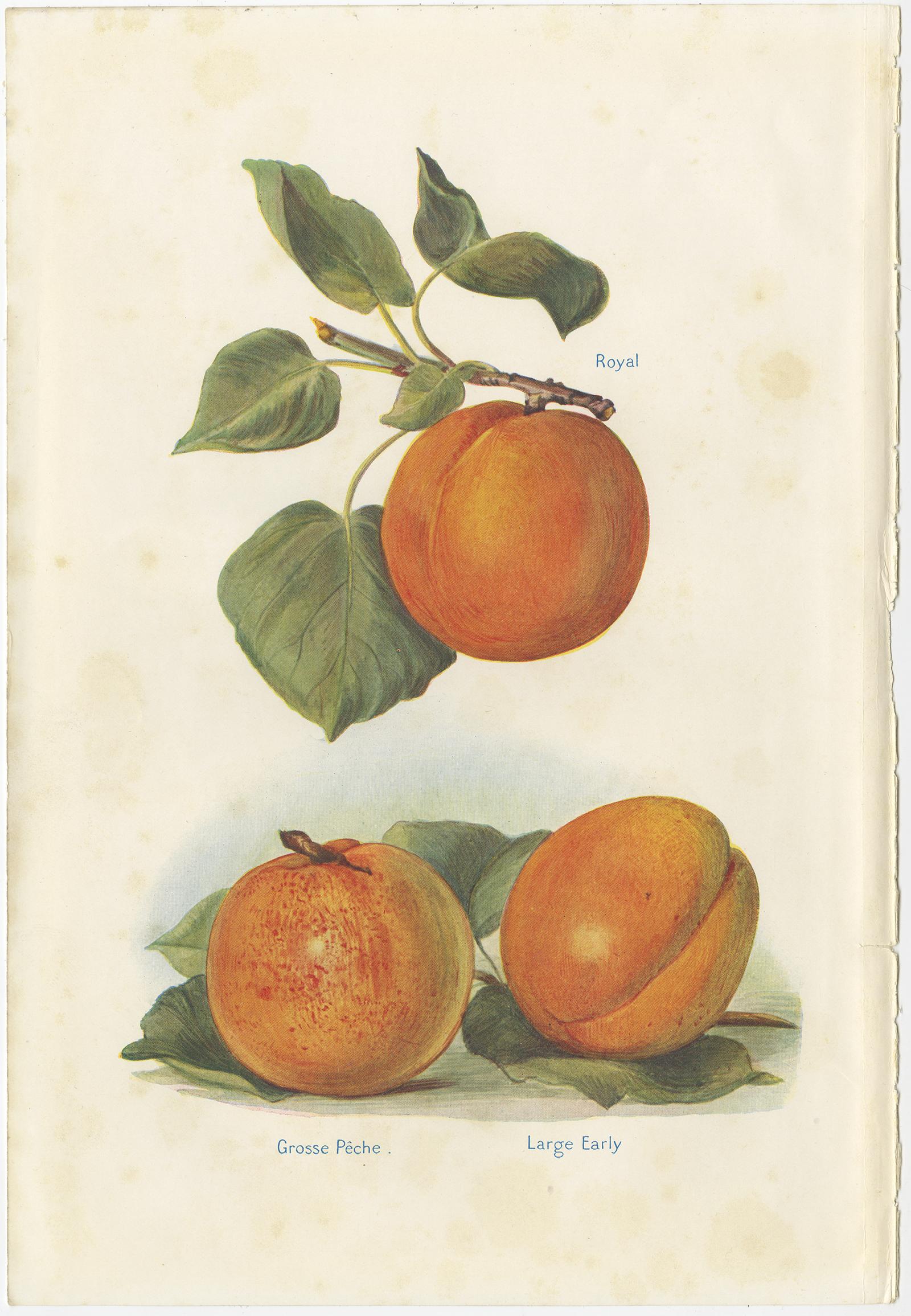 Set of two vintage lithographs of peaches including the goshawk peach, barrington peach, royal peach and others. These prints originate from 'The Fruit-Grower's Guide' by John and Horace Wright.