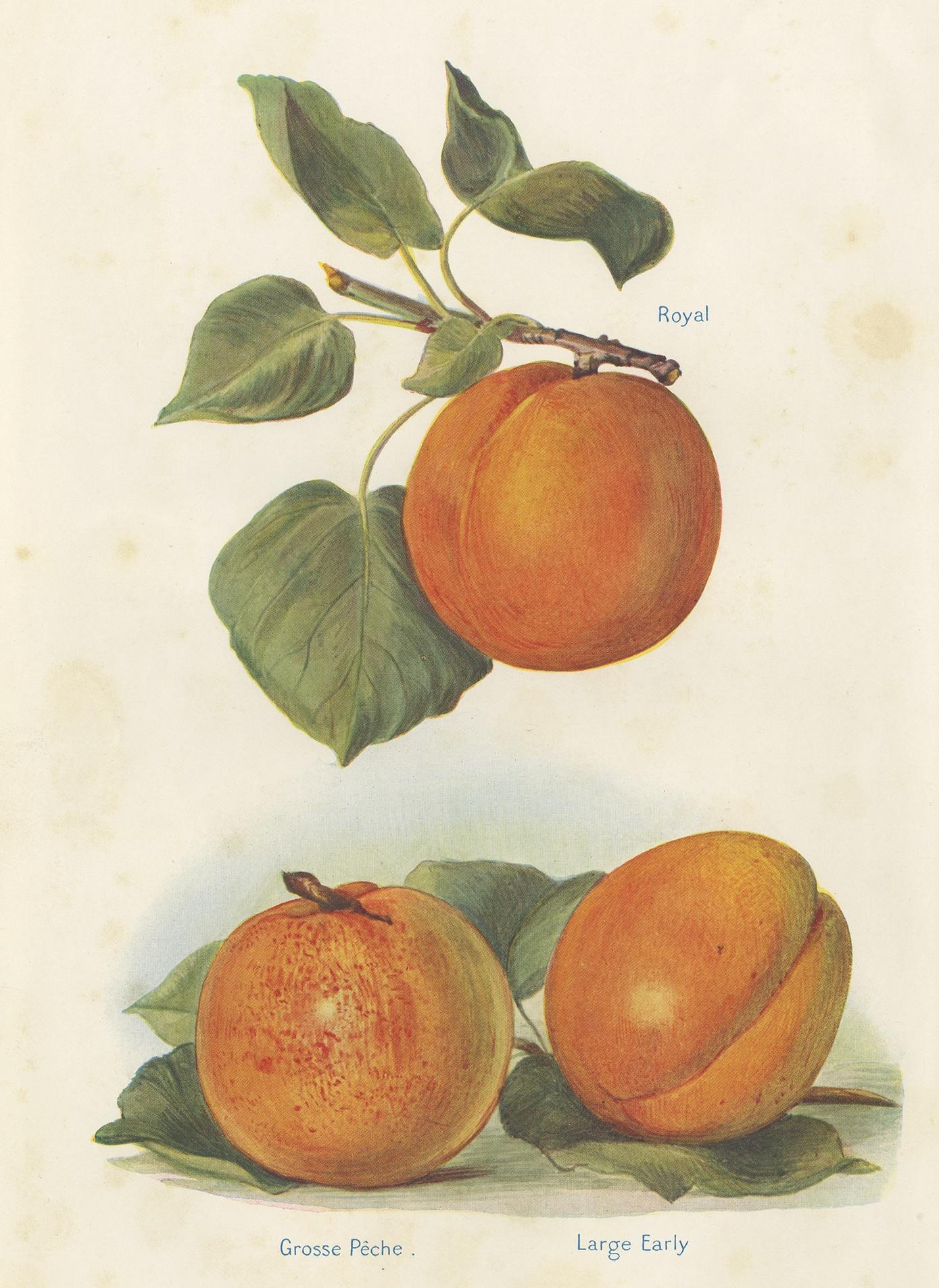 Set of 2 Vintage Fruit Prints of Various Peaches by J. & H. Wright '1924' In Good Condition In Langweer, NL