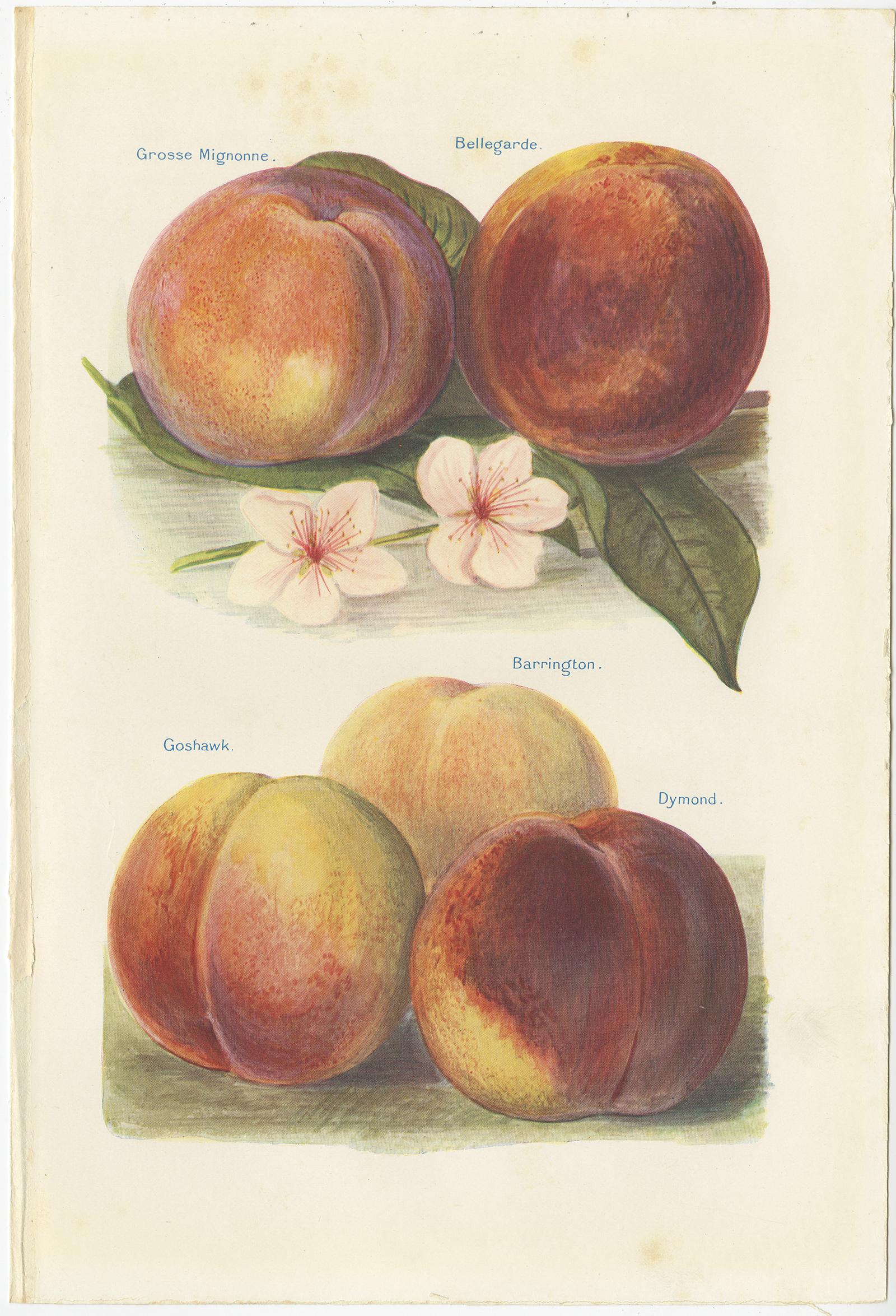 20th Century Set of 2 Vintage Fruit Prints of Various Peaches by J. & H. Wright '1924'
