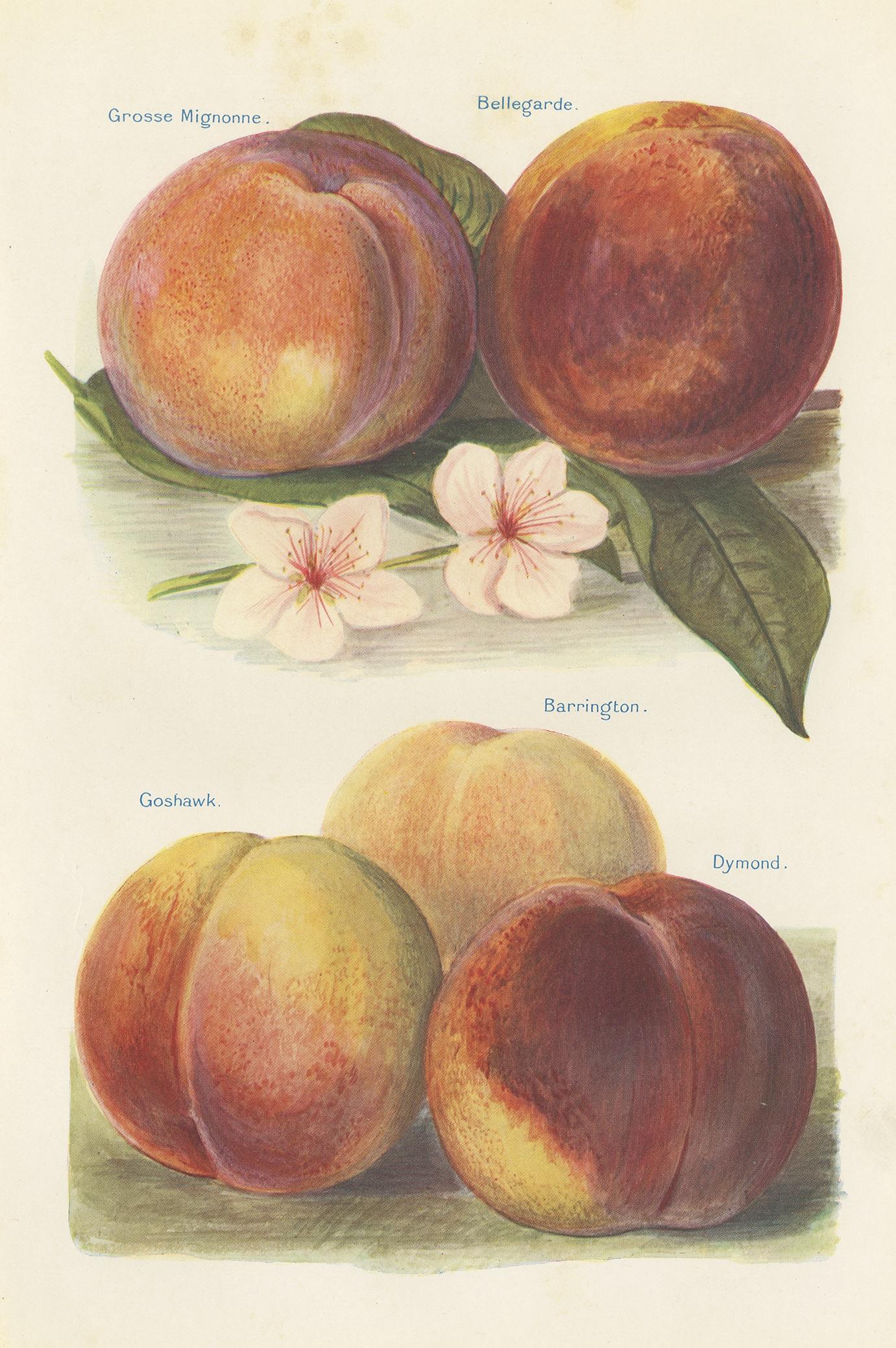 Paper Set of 2 Vintage Fruit Prints of Various Peaches by J. & H. Wright '1924'