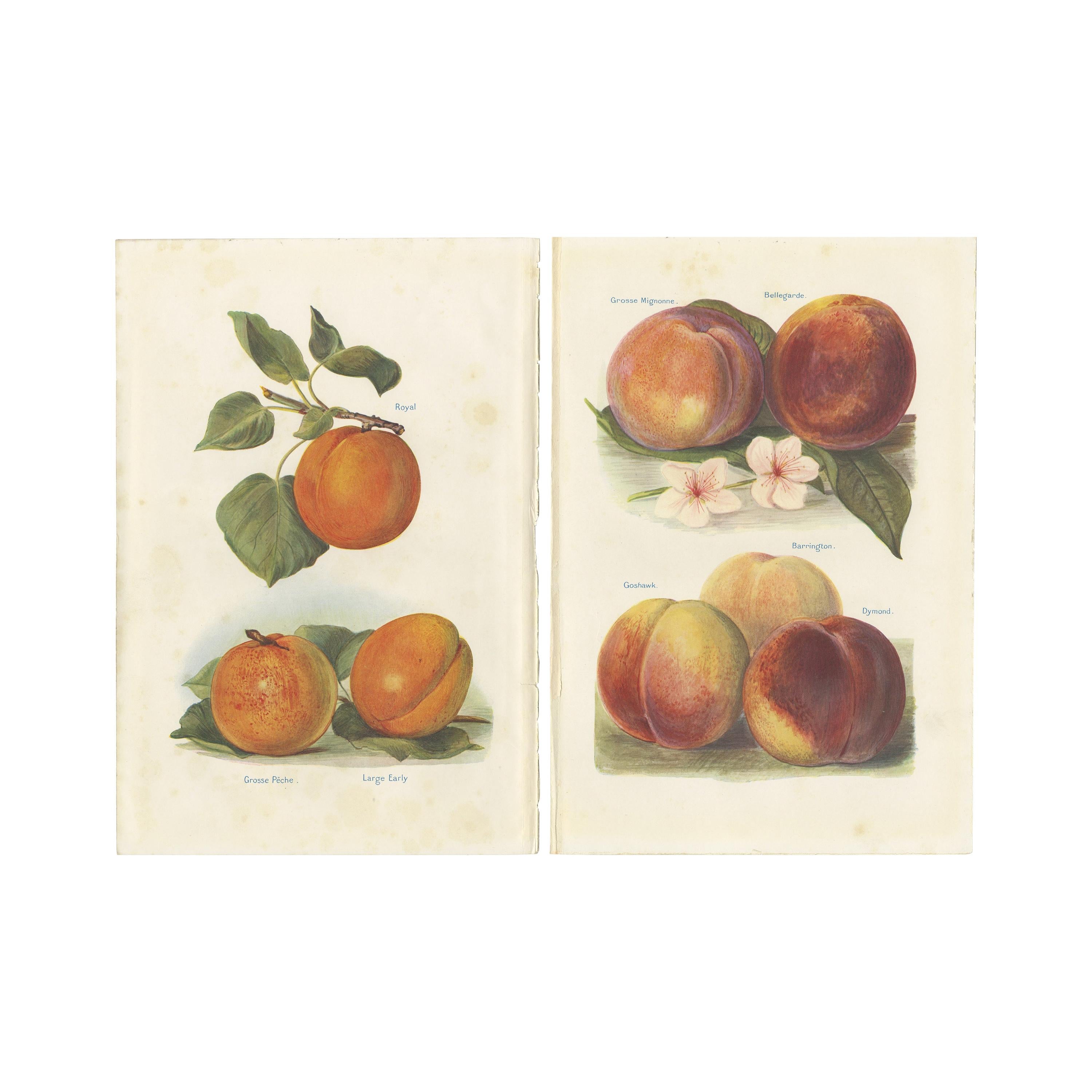 Set of 2 Vintage Fruit Prints of Various Peaches by J. & H. Wright '1924'