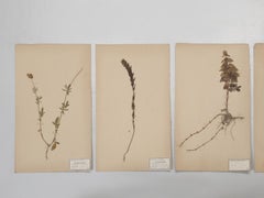Set of (20) Antique French Pressed Botanical's