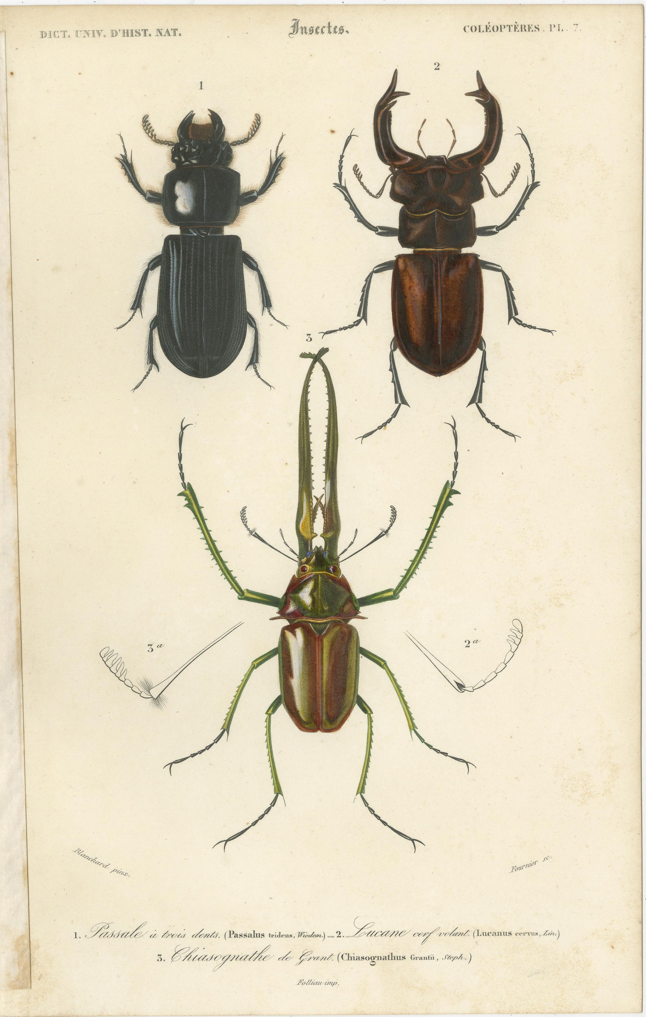 Set of 20 Antique Prints of Beetles and Other Insects For Sale 4