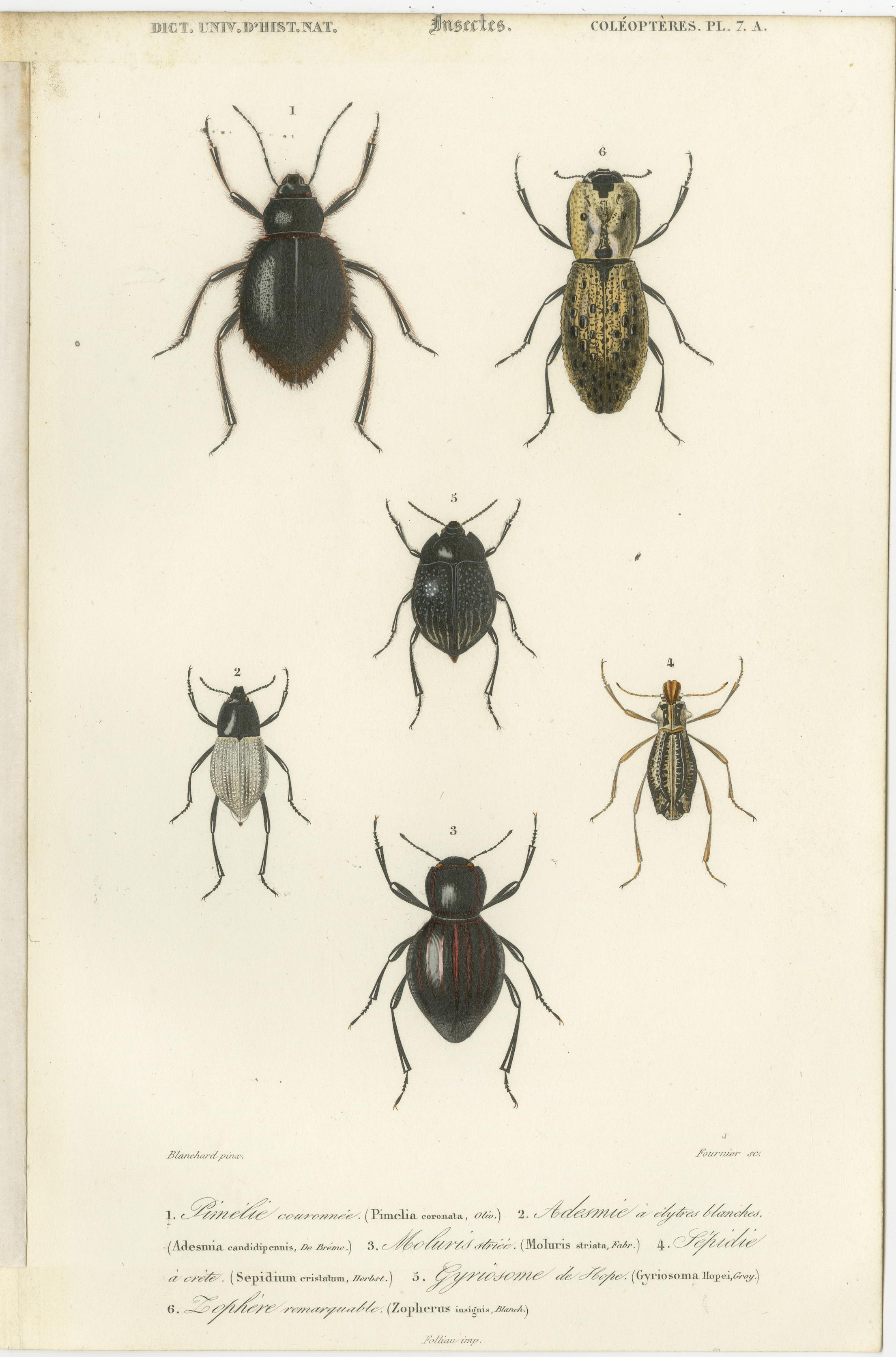Set of 20 Antique Prints of Beetles and Other Insects For Sale 5