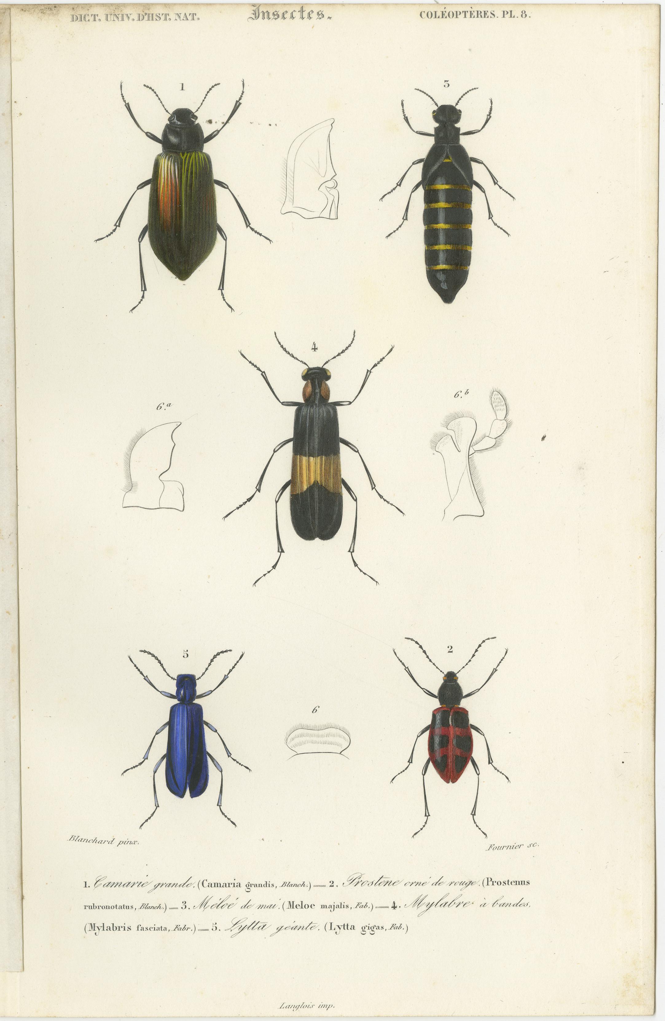 Ensemble de 20 estampes anciennes de scarabées et d'autres insectes en vente 7