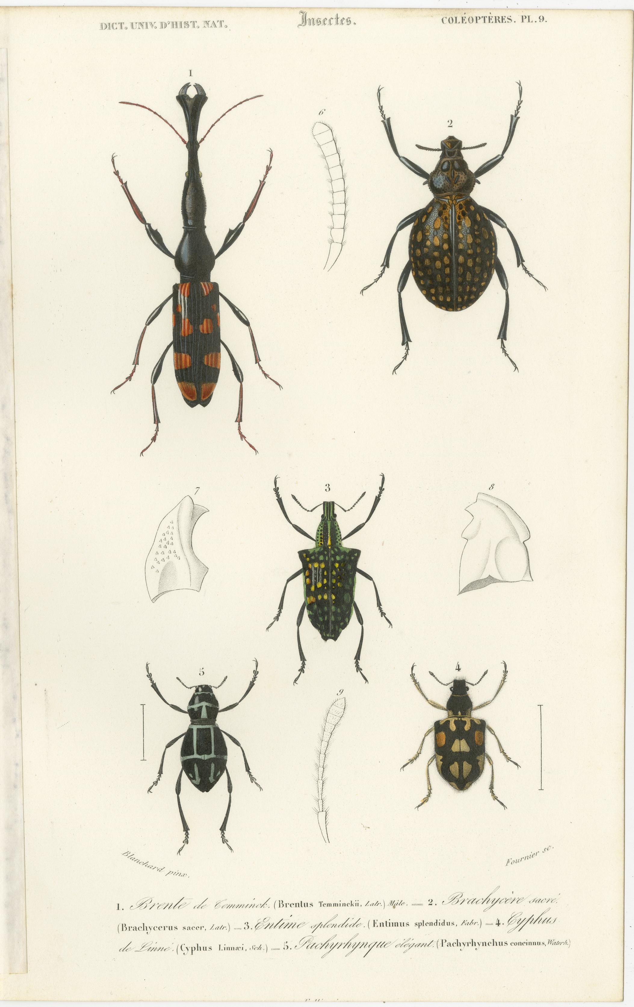 Set of 20 Antique Prints of Beetles and Other Insects For Sale 7