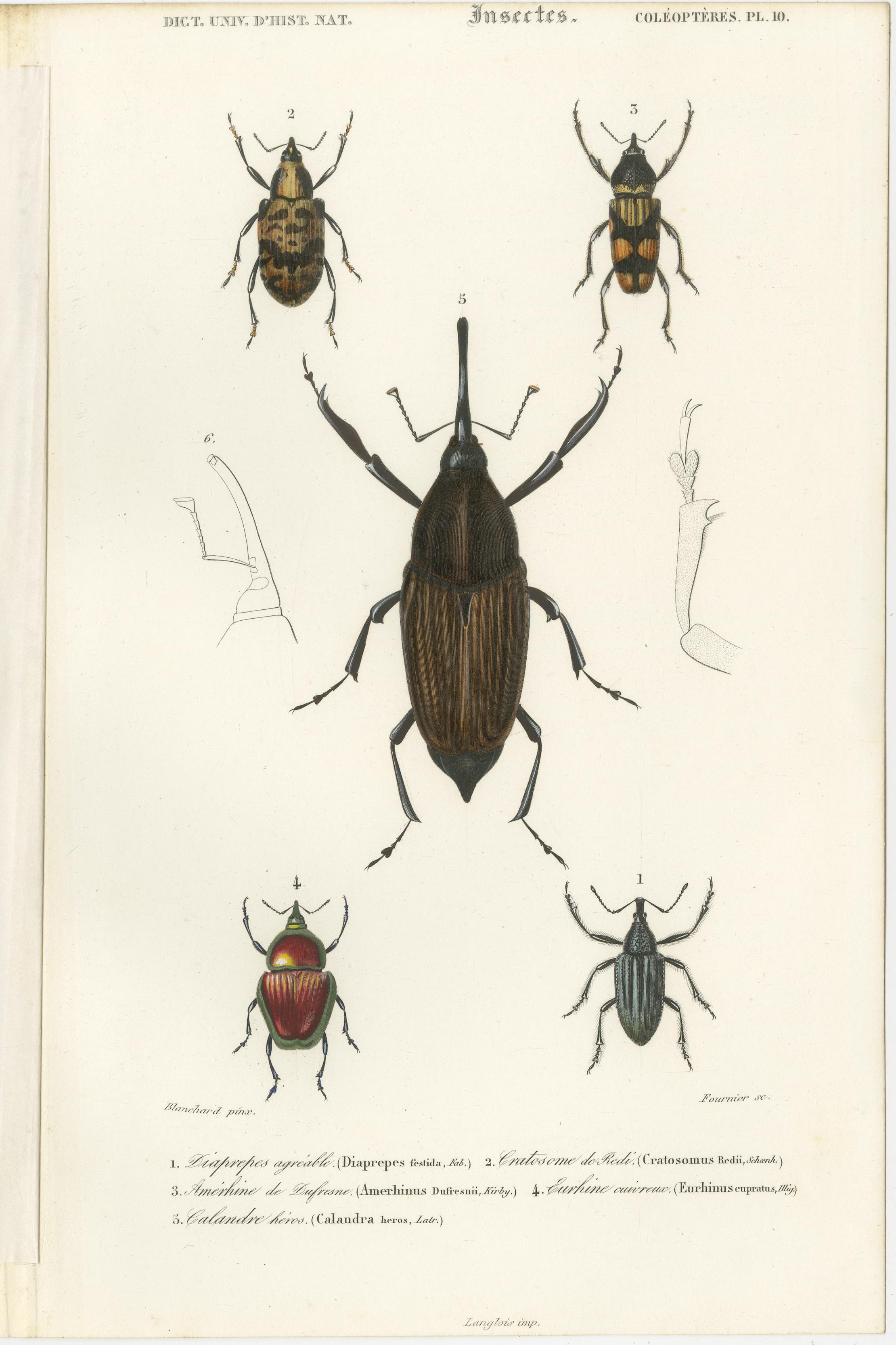 Ensemble de 20 estampes anciennes de scarabées et d'autres insectes en vente 9