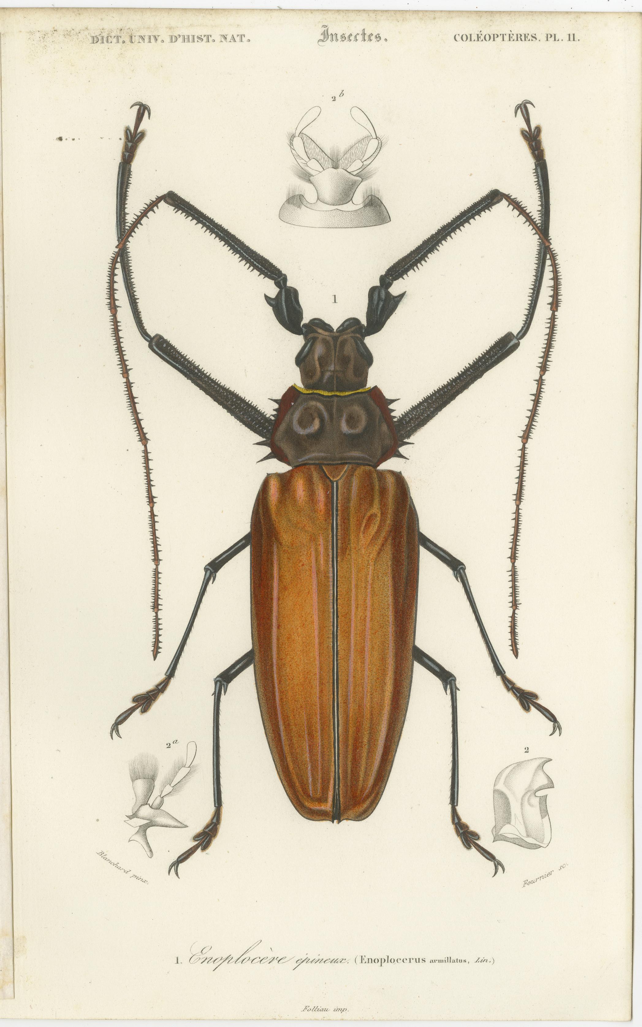 Ensemble de 20 estampes anciennes de scarabées et d'autres insectes en vente 10