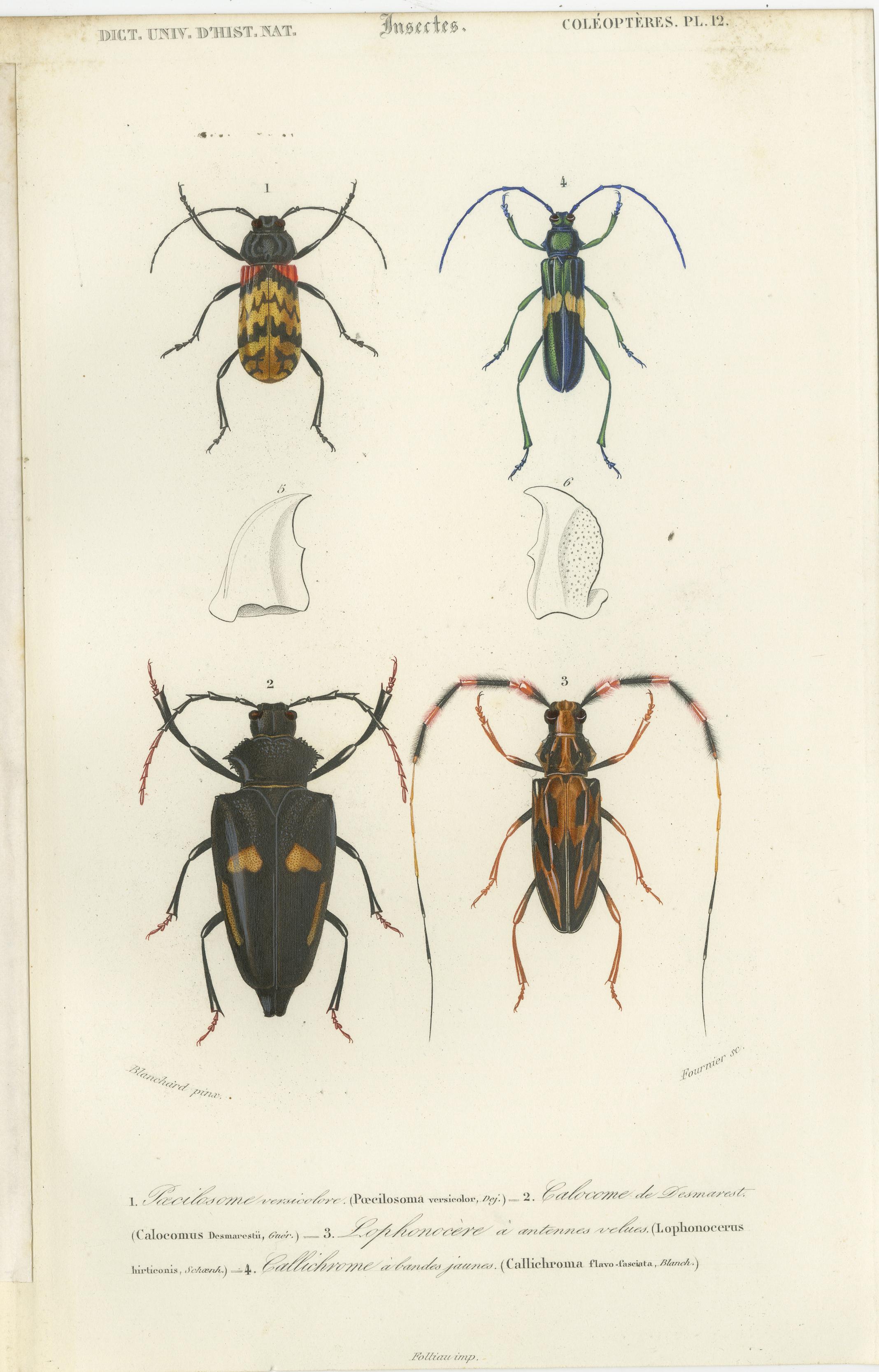 Set of 20 Antique Prints of Beetles and Other Insects For Sale 10