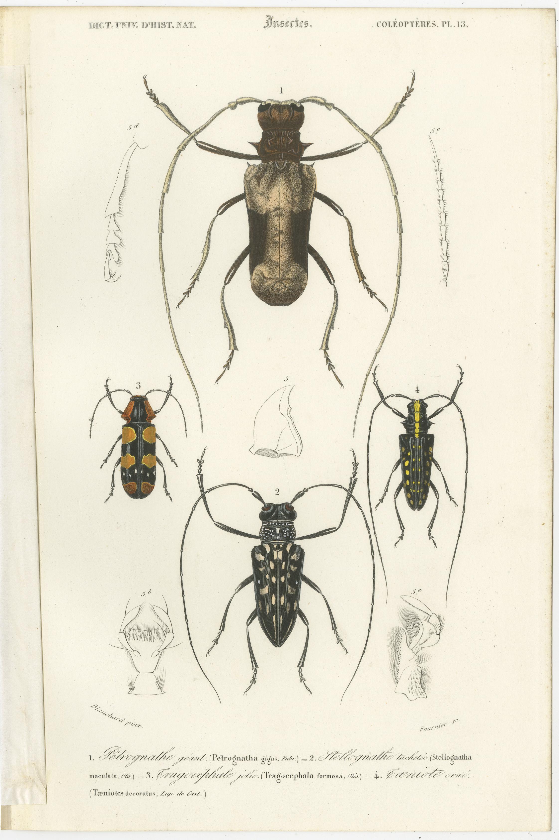 Set of 20 Antique Prints of Beetles and Other Insects For Sale 11