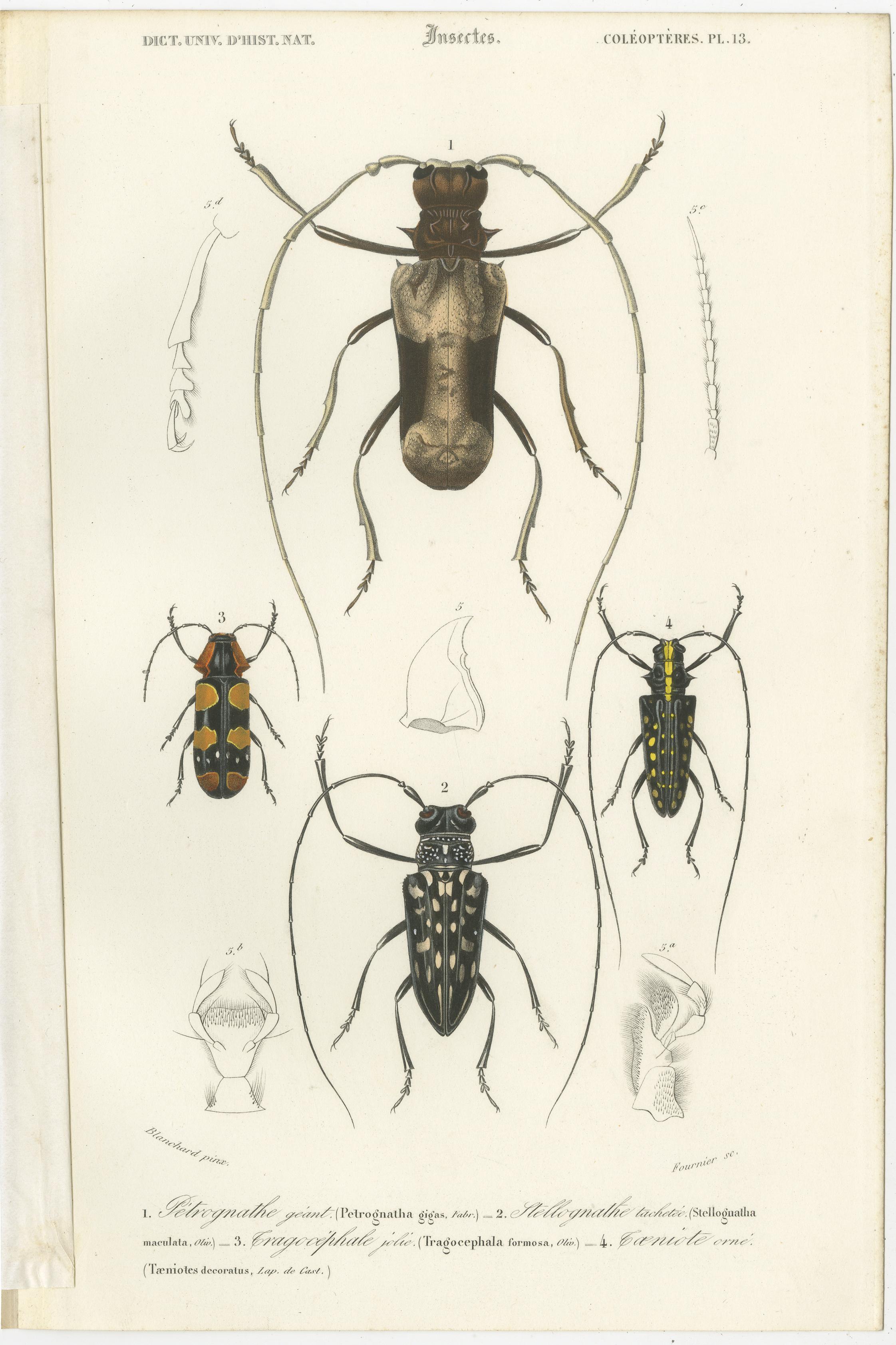 Ensemble de 20 estampes anciennes de scarabées et d'autres insectes en vente 12