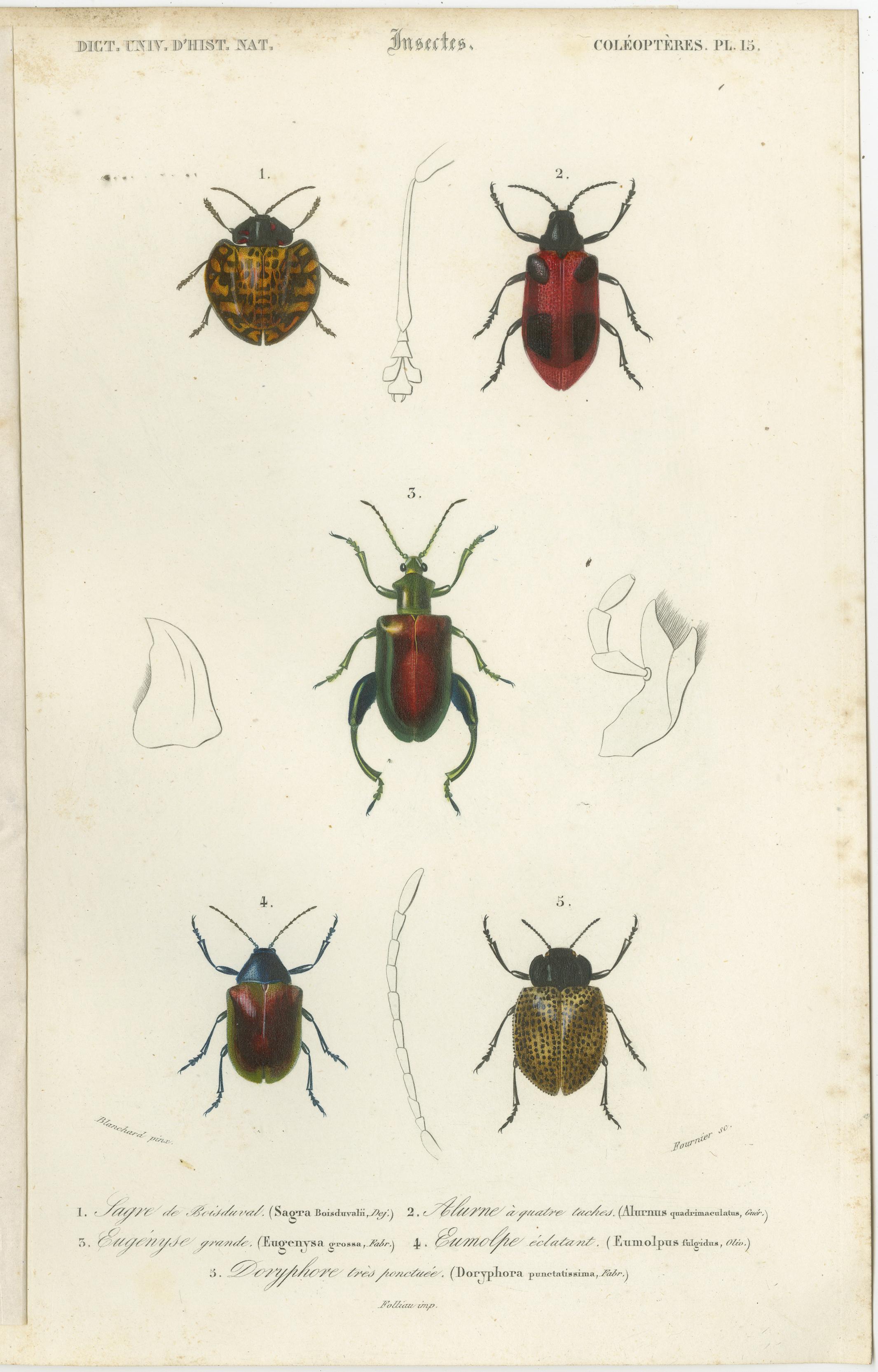 Set of 20 Antique Prints of Beetles and Other Insects For Sale 12