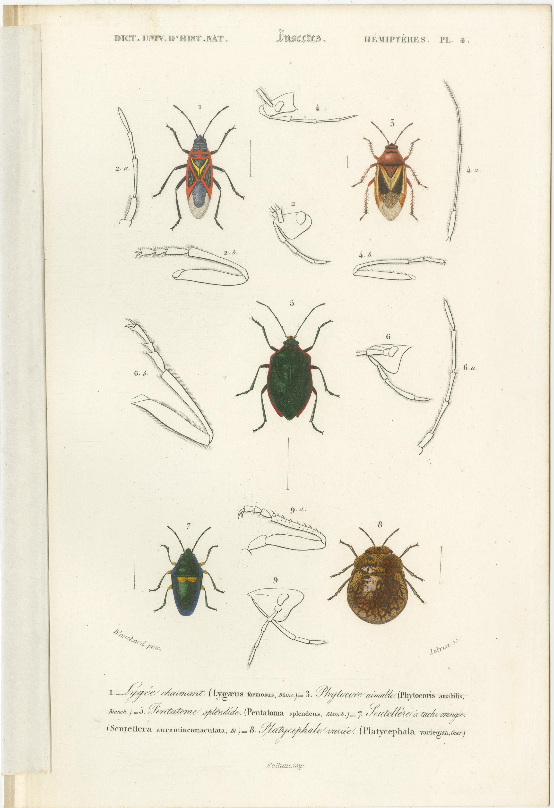 Set of 20 Antique Prints of Beetles and Other Insects For Sale 13