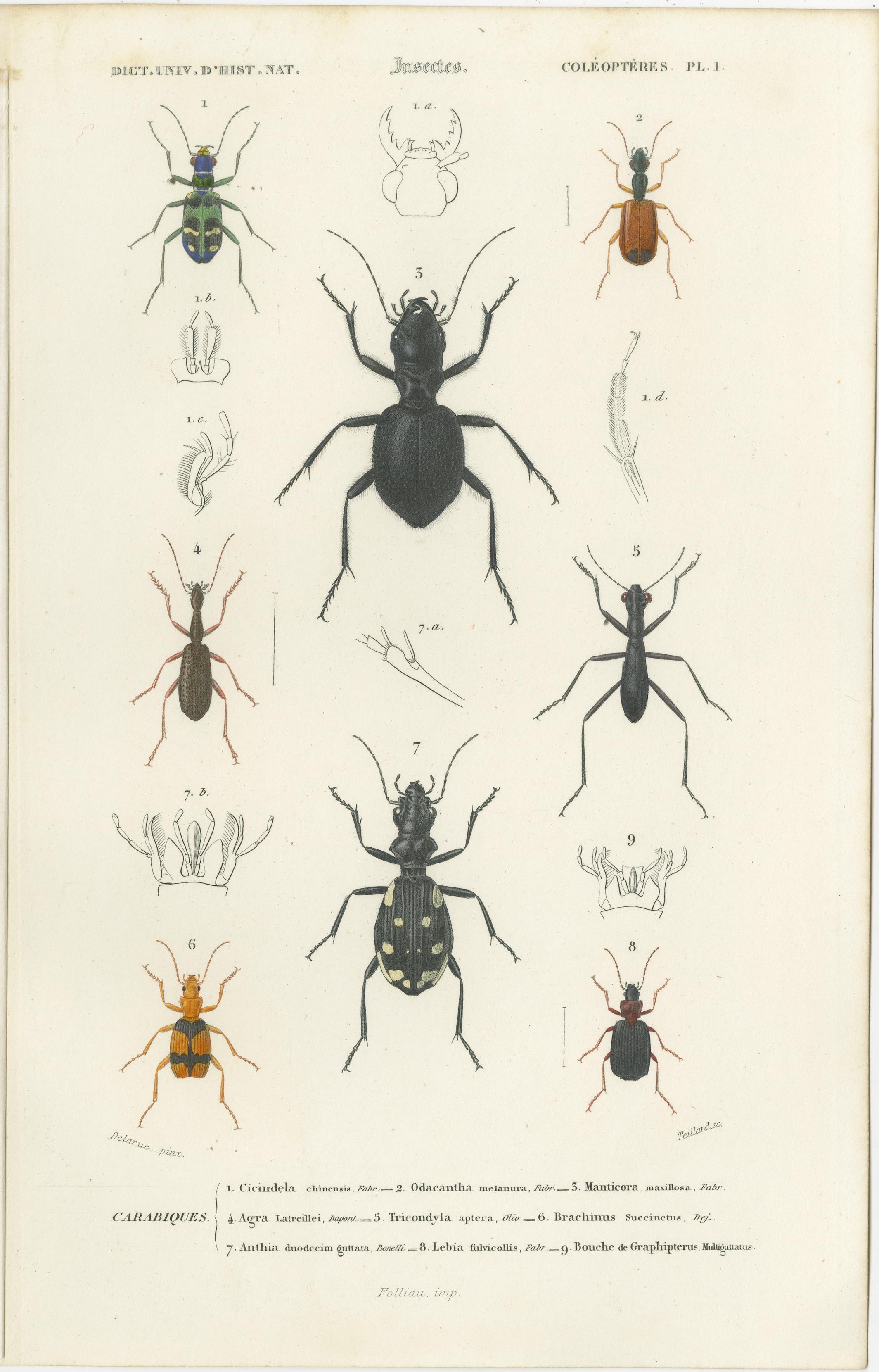 Set of 20 original antique prints of many beetles and other insects. These prints originate from 'Dictionnaire universel d'Histoire Naturelle' by d'Orbigny. Published 1861. 

Charles Henry Dessalines d'Orbigny was a French botanist and geologist