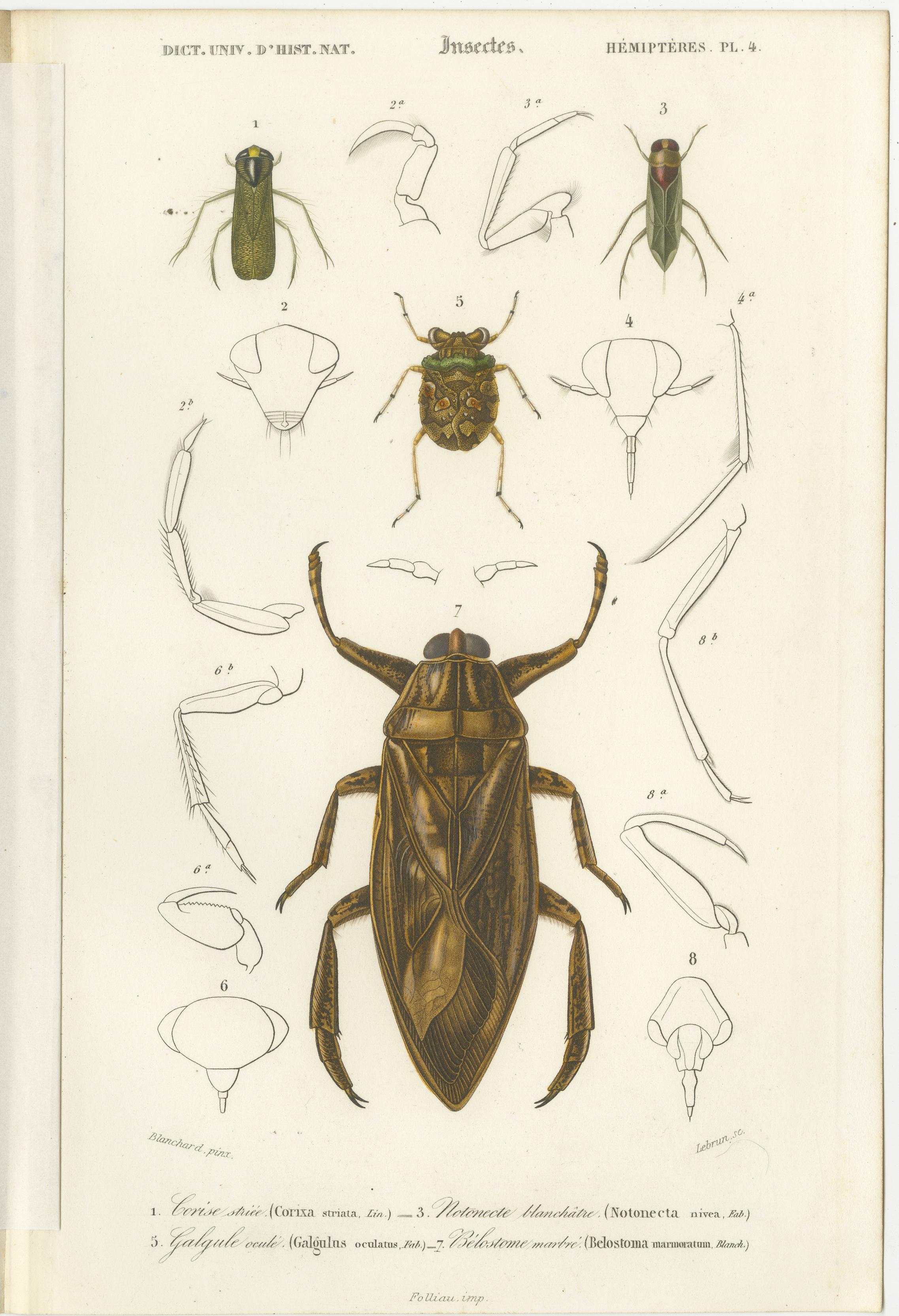 Ensemble de 20 estampes anciennes de scarabées et d'autres insectes en vente 15