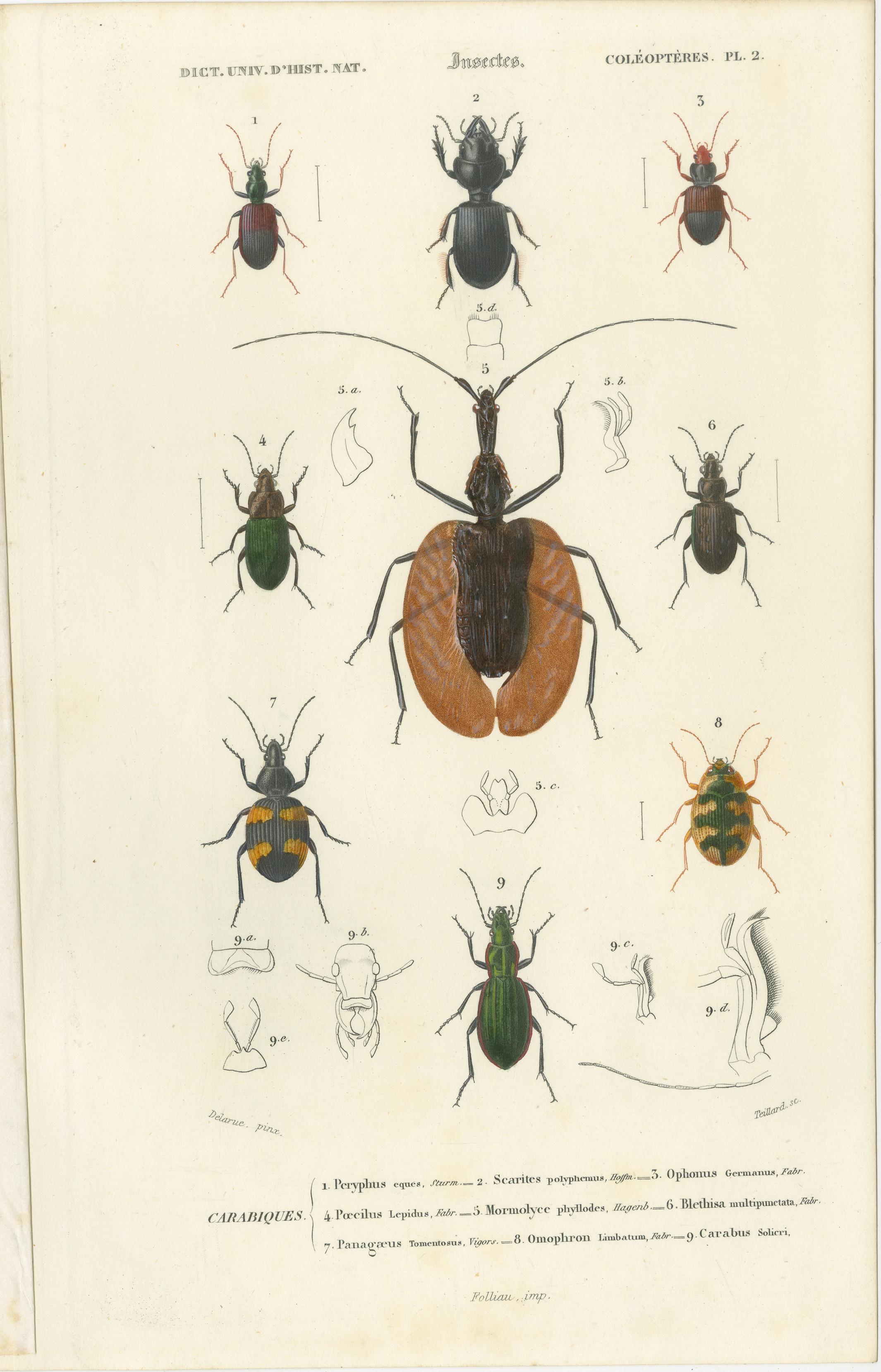 insect identification chart