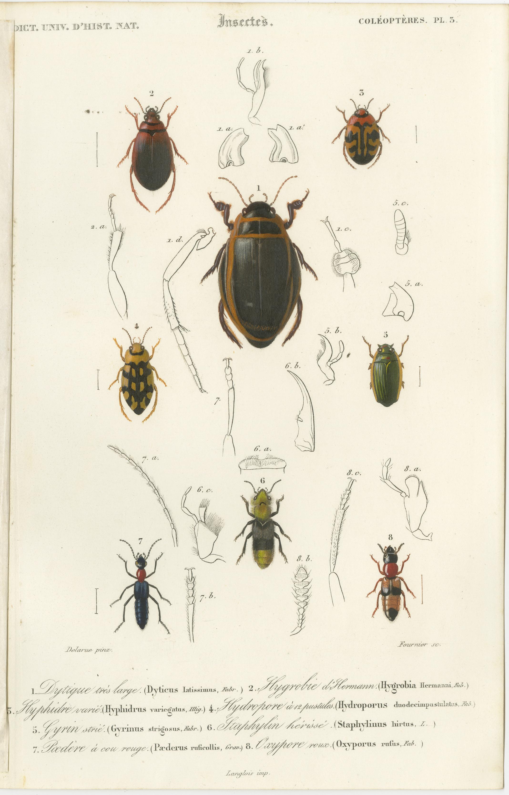 XIXe siècle Ensemble de 20 estampes anciennes de scarabées et d'autres insectes en vente