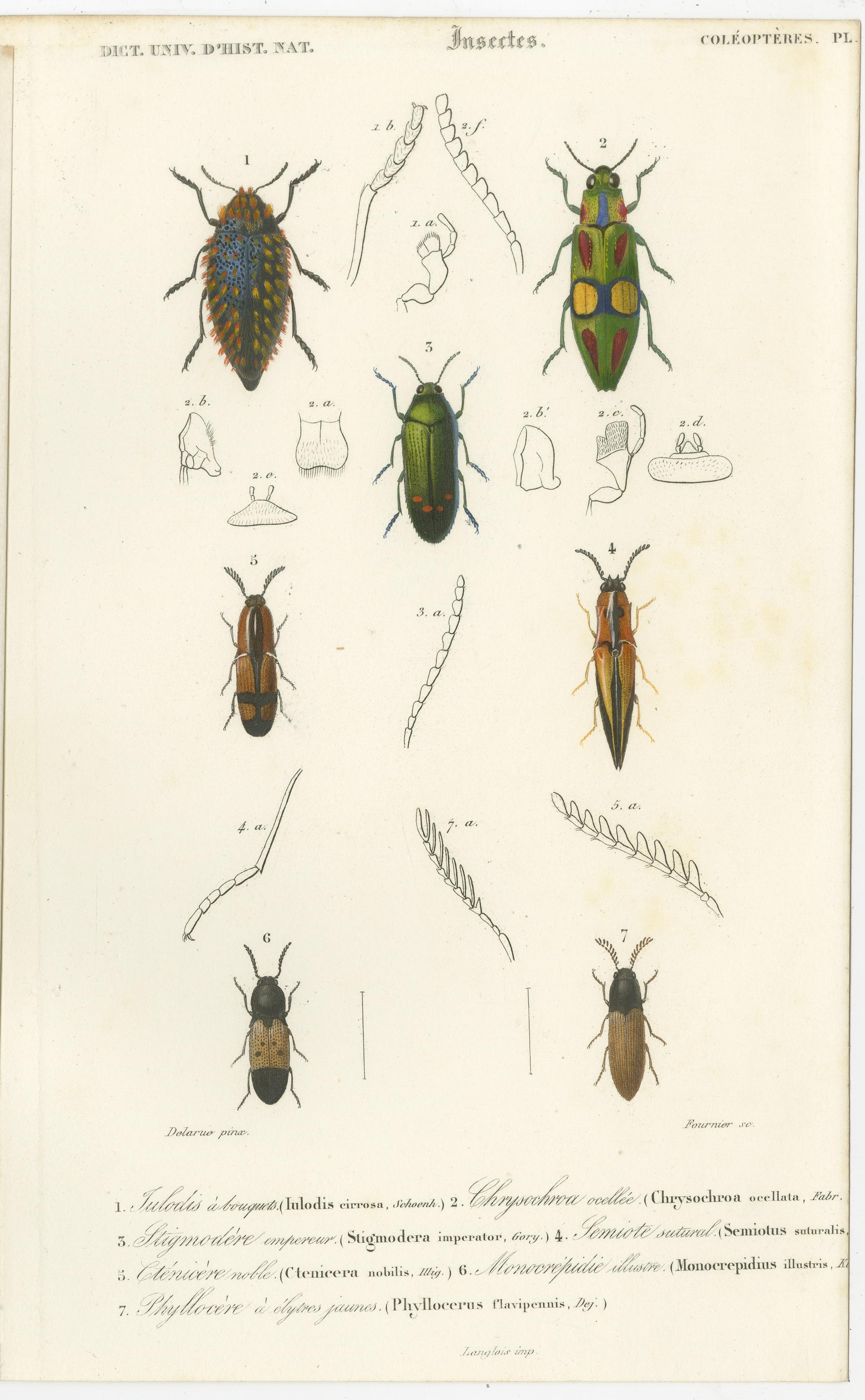 19th Century Set of 20 Antique Prints of Beetles and Other Insects For Sale