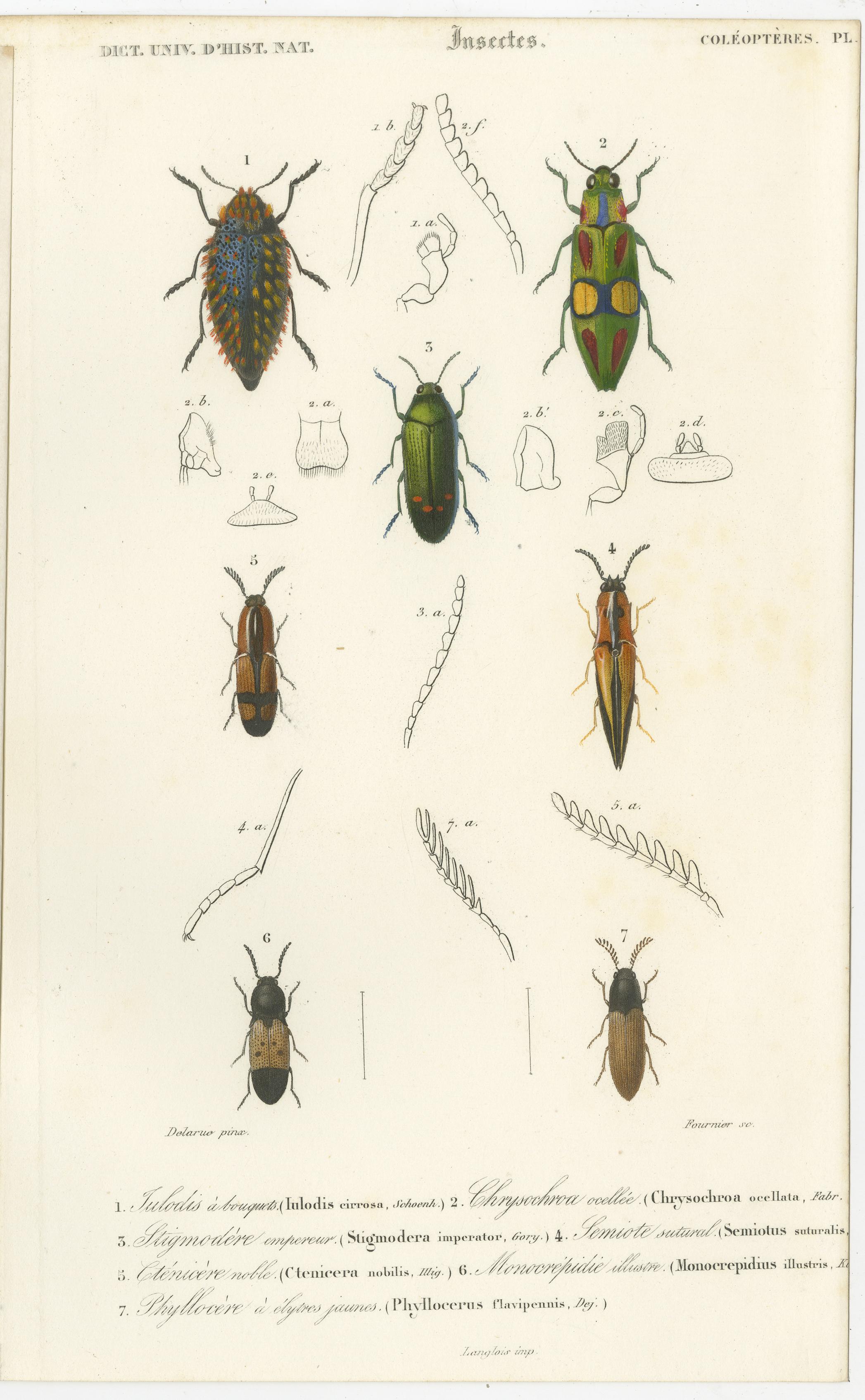 Papier Ensemble de 20 estampes anciennes de scarabées et d'autres insectes en vente