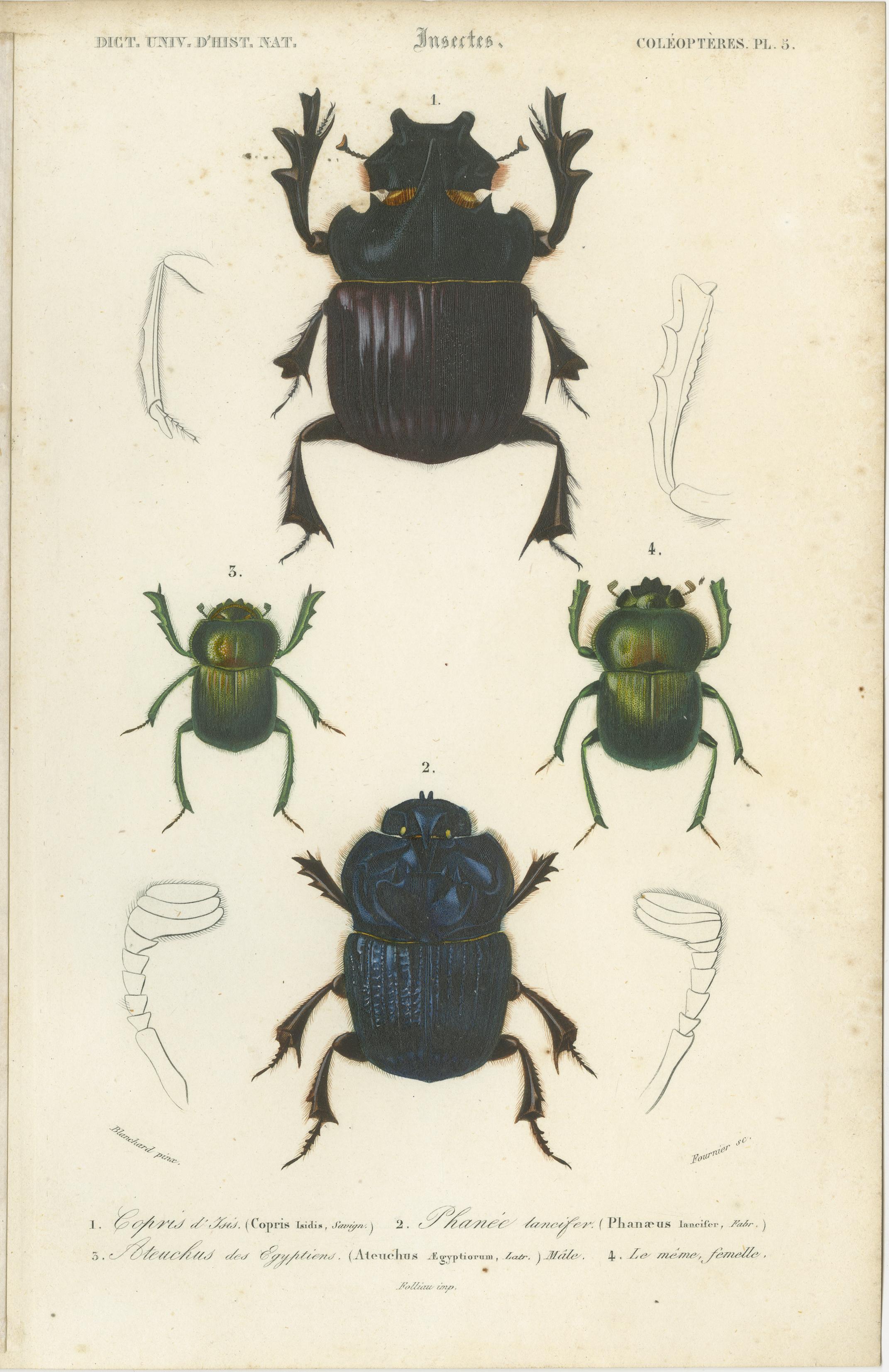 Paper Set of 20 Antique Prints of Beetles and Other Insects For Sale